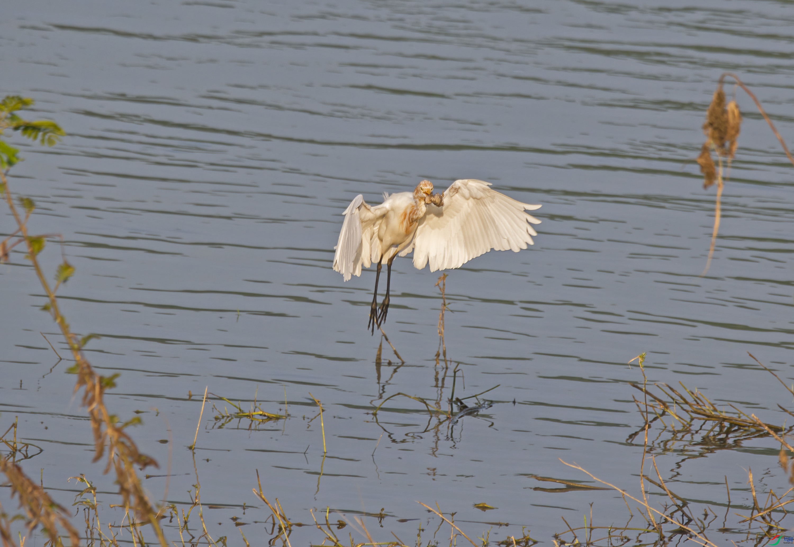DSC_4196.jpg