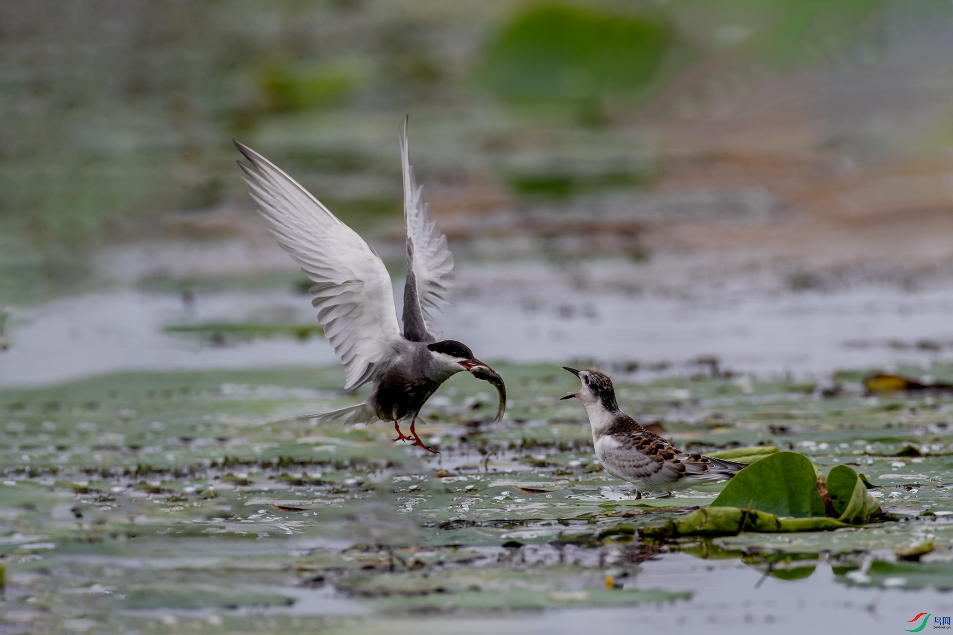 A47I1869 ����.jpg