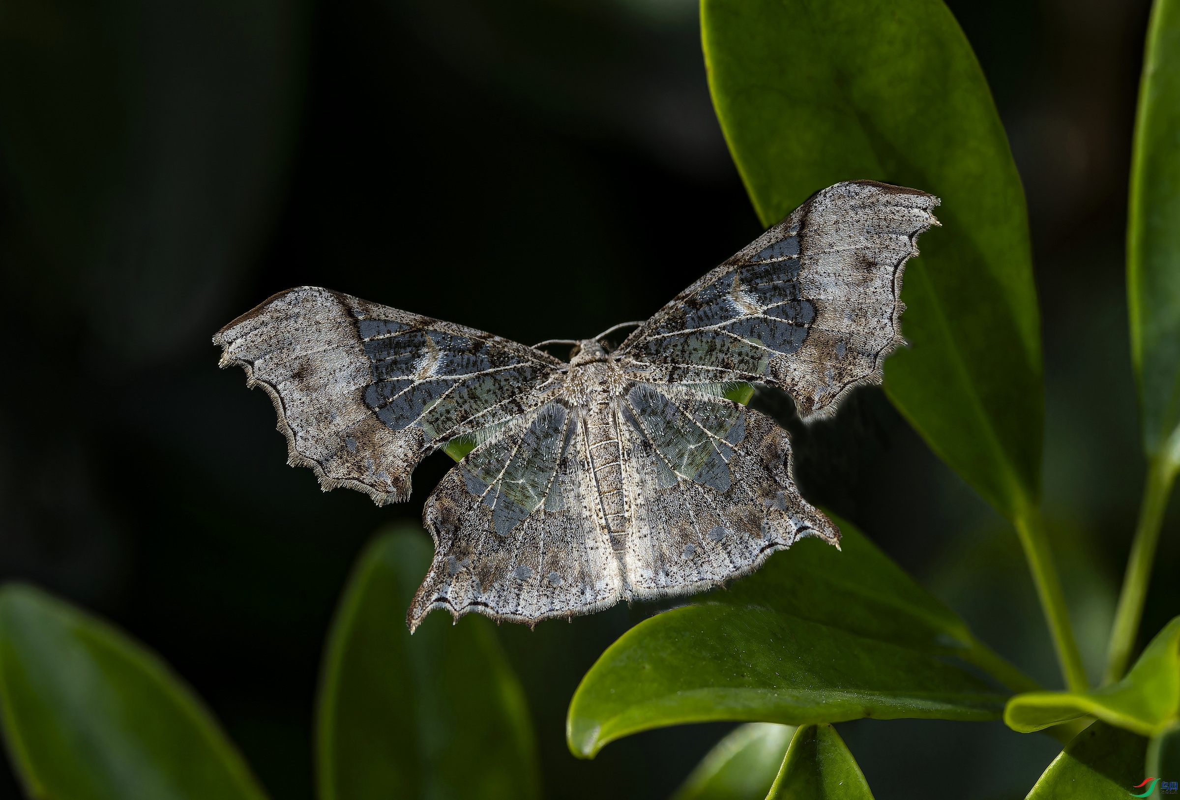 �����߶� (36)-1.jpg