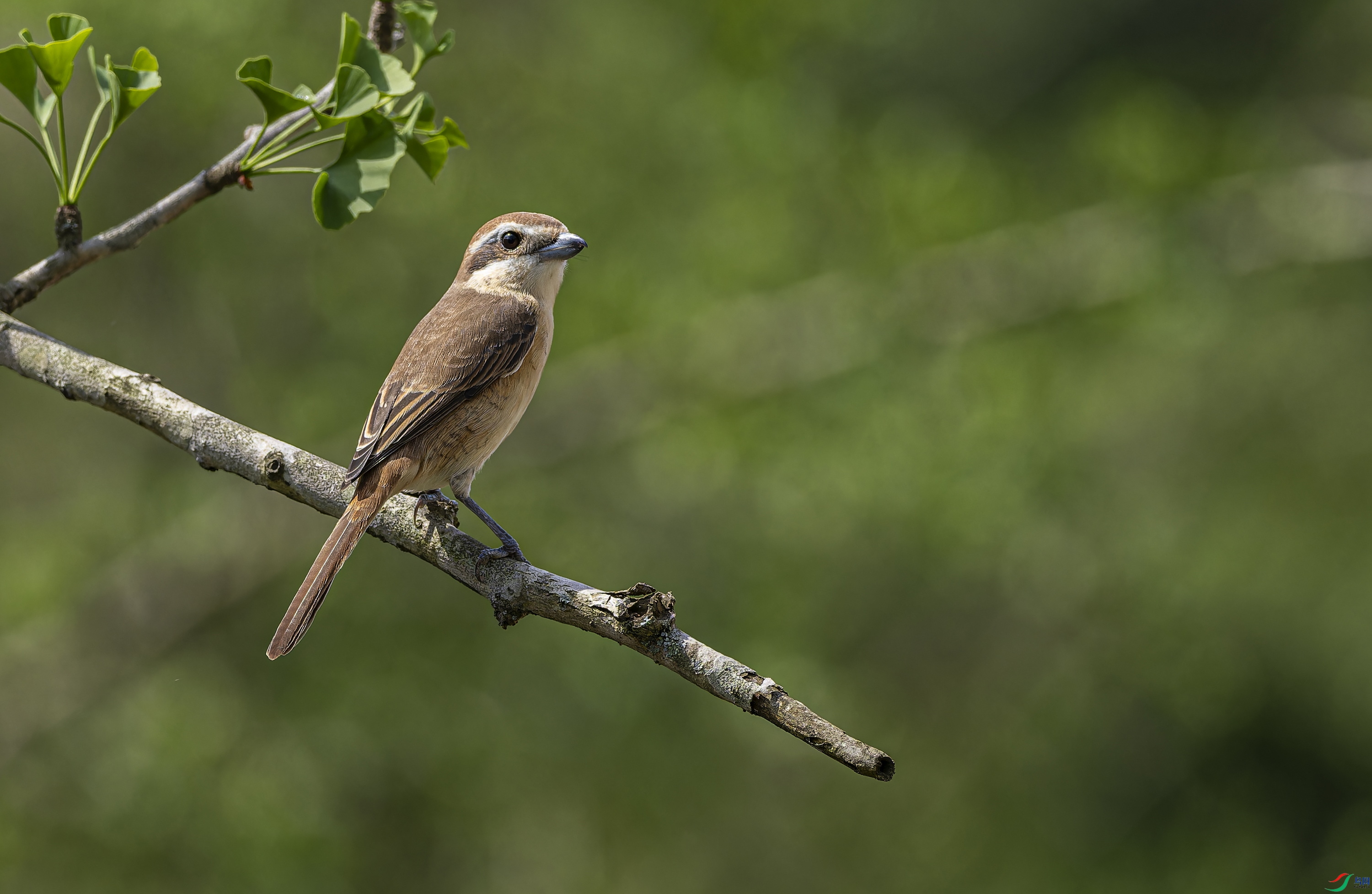 ��β���� (13)-1.jpg