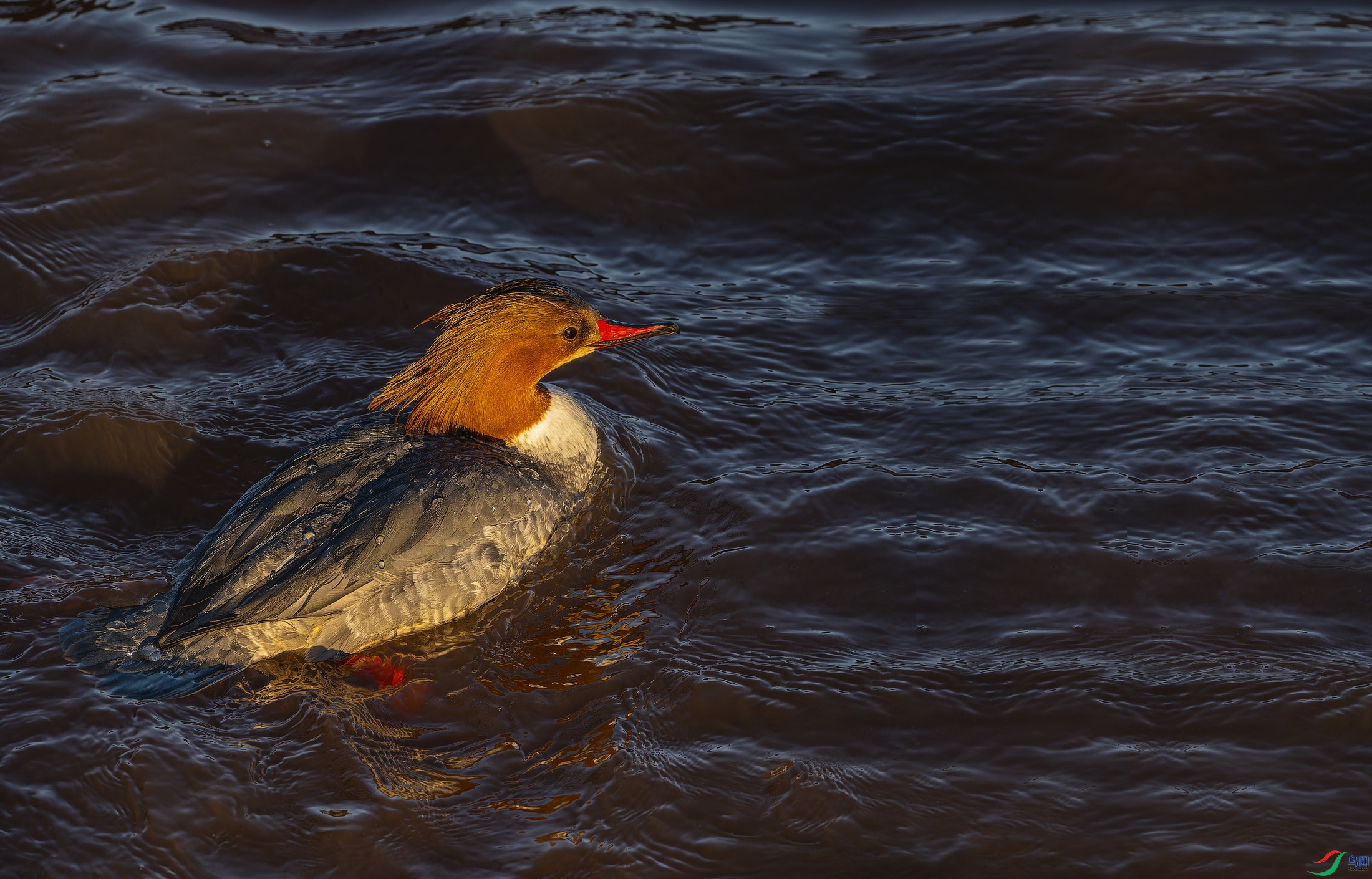 ��ͨ��ɳѼ  (1)-1.jpg