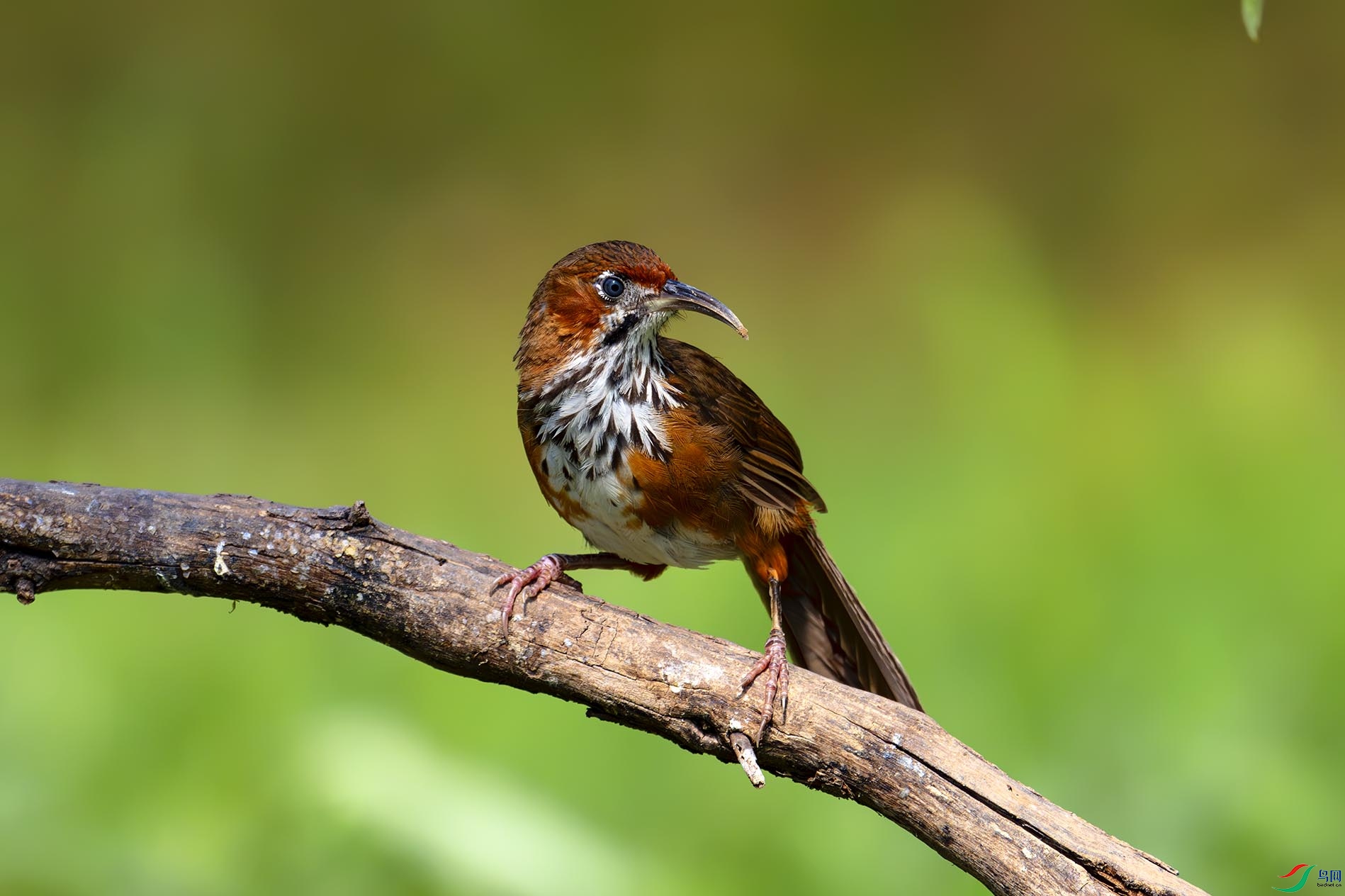 ���ع����� 