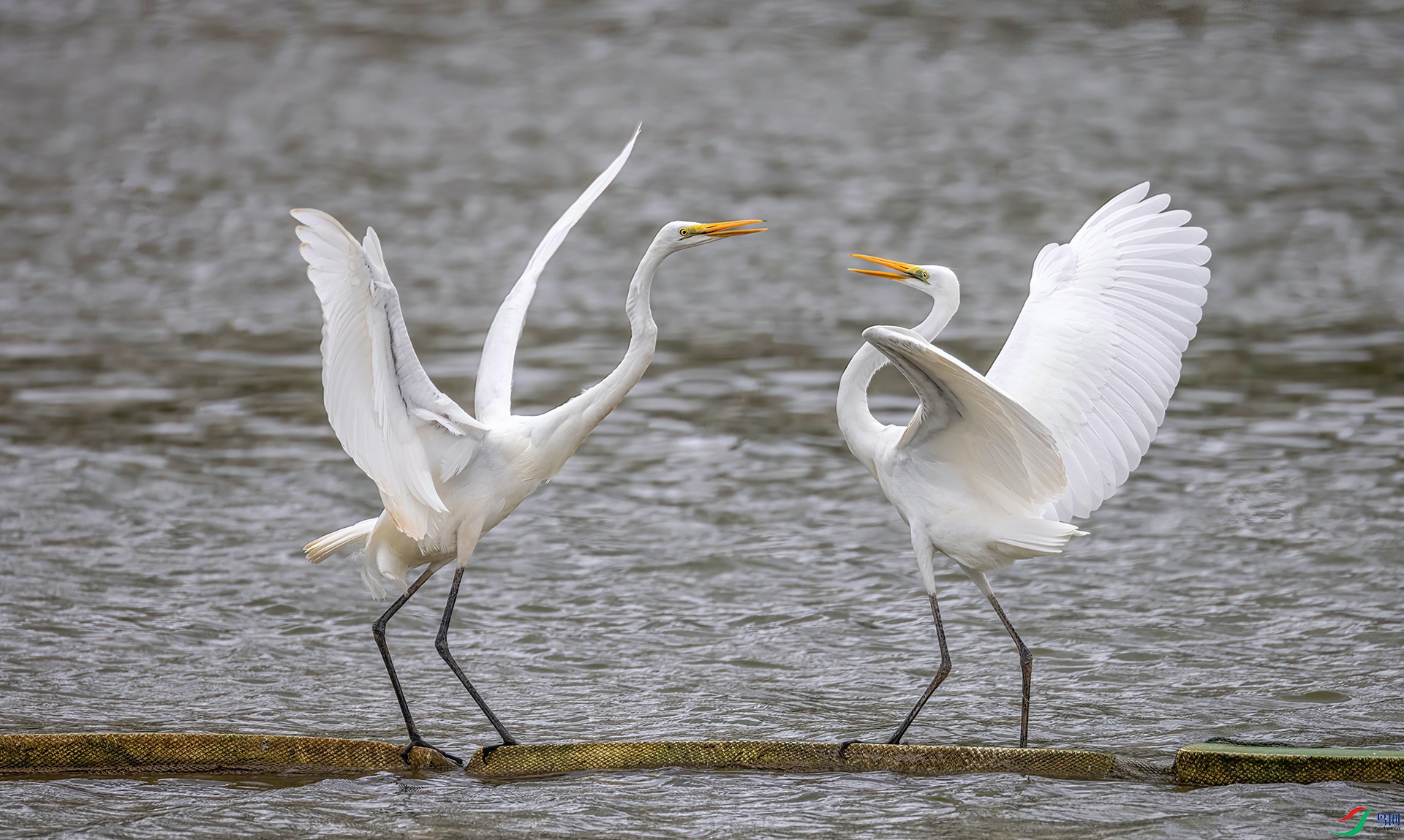 407A9086 ����-Sha----1 .jpg