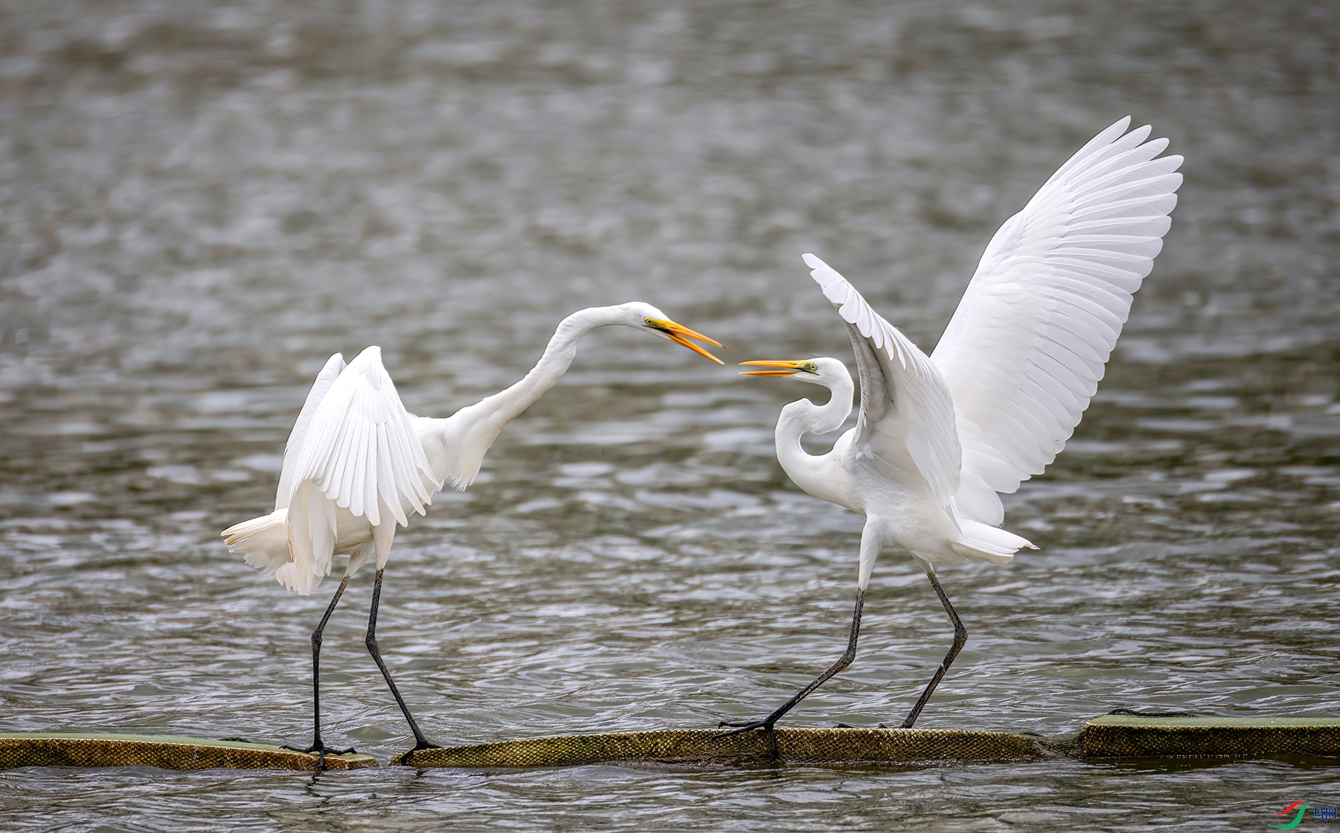 407A8965 ����-Sha---1 .jpg