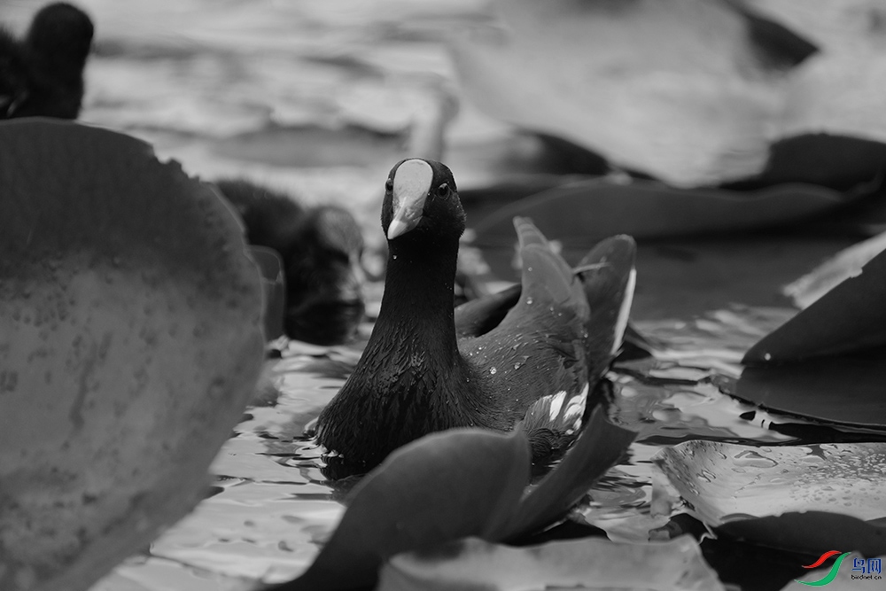 DSCF5554.1.jpg
