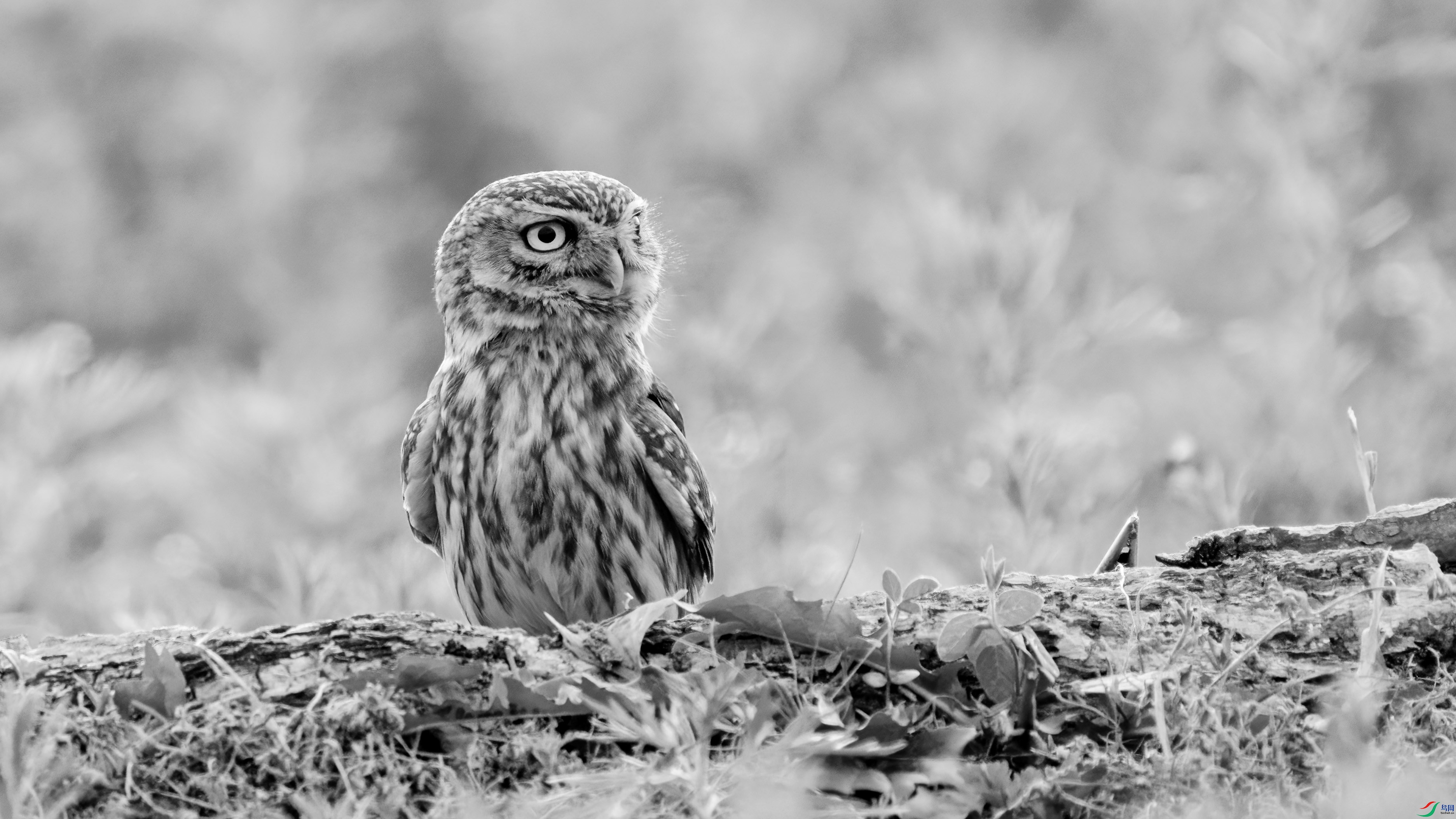 DSC03460 ����.jpg