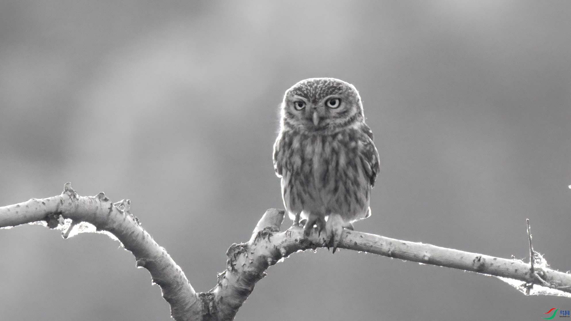 DSC03486 ����.jpg