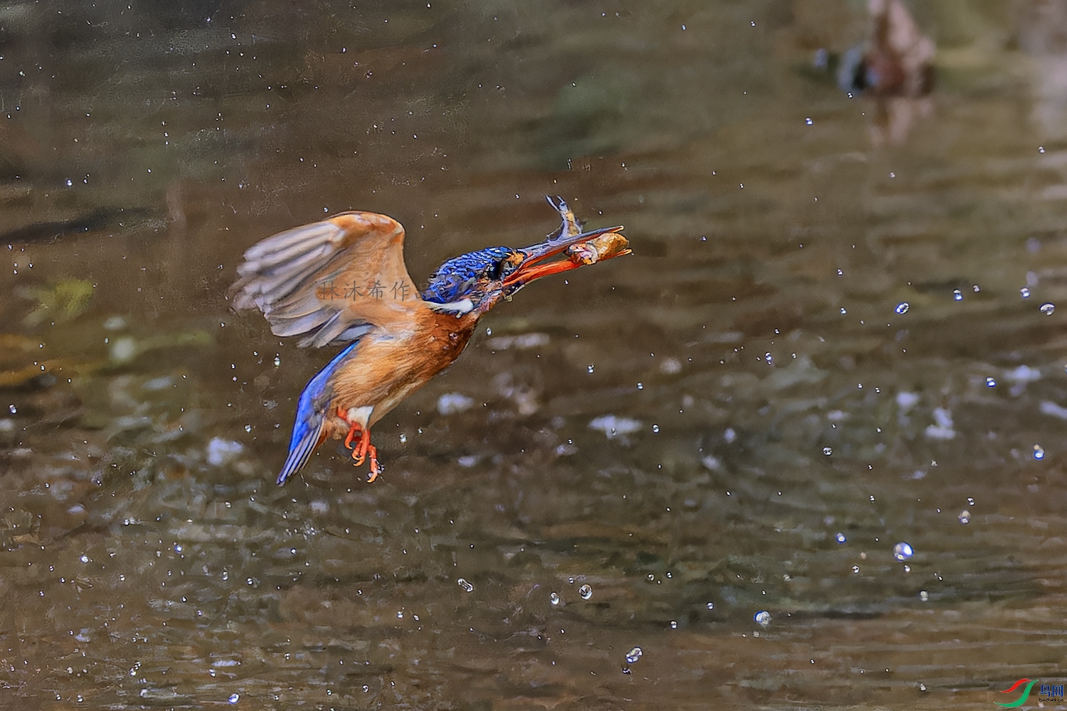 _97A1995-CR3 copy.jpg