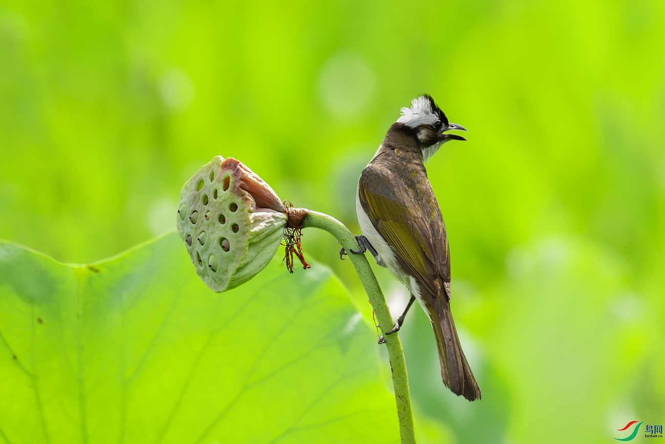 DSC_7495-����ǿ-NR.jpg
