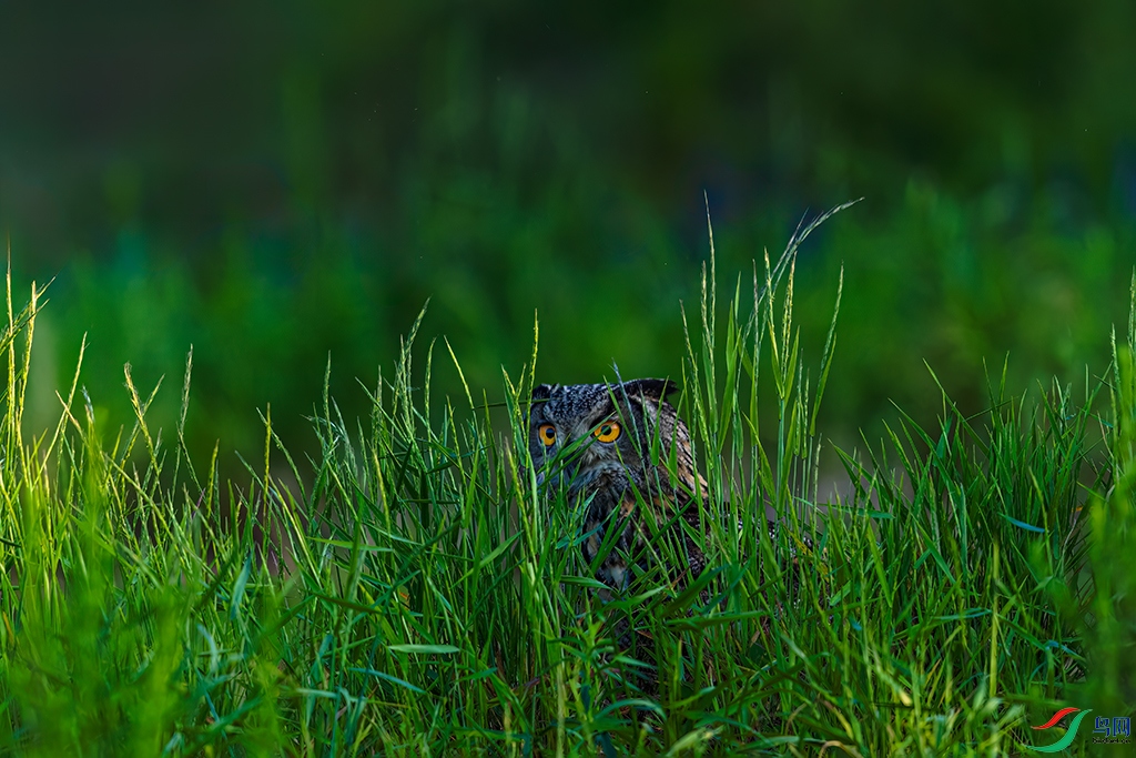 lnsysjtR230603 (36)_DxO.jpg