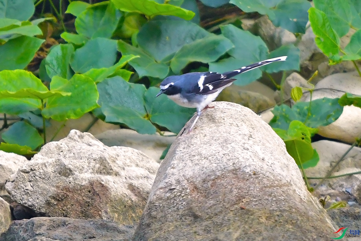DSC_6156.JPG