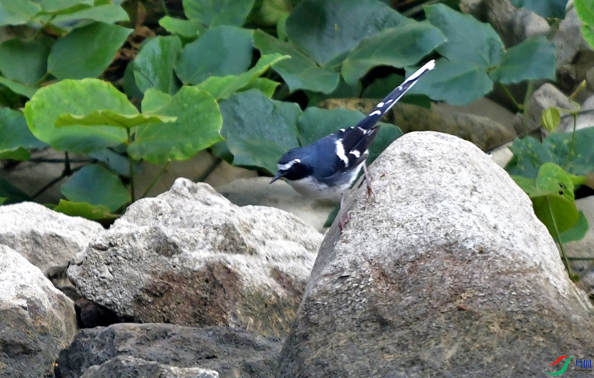 DSC_6157.JPG