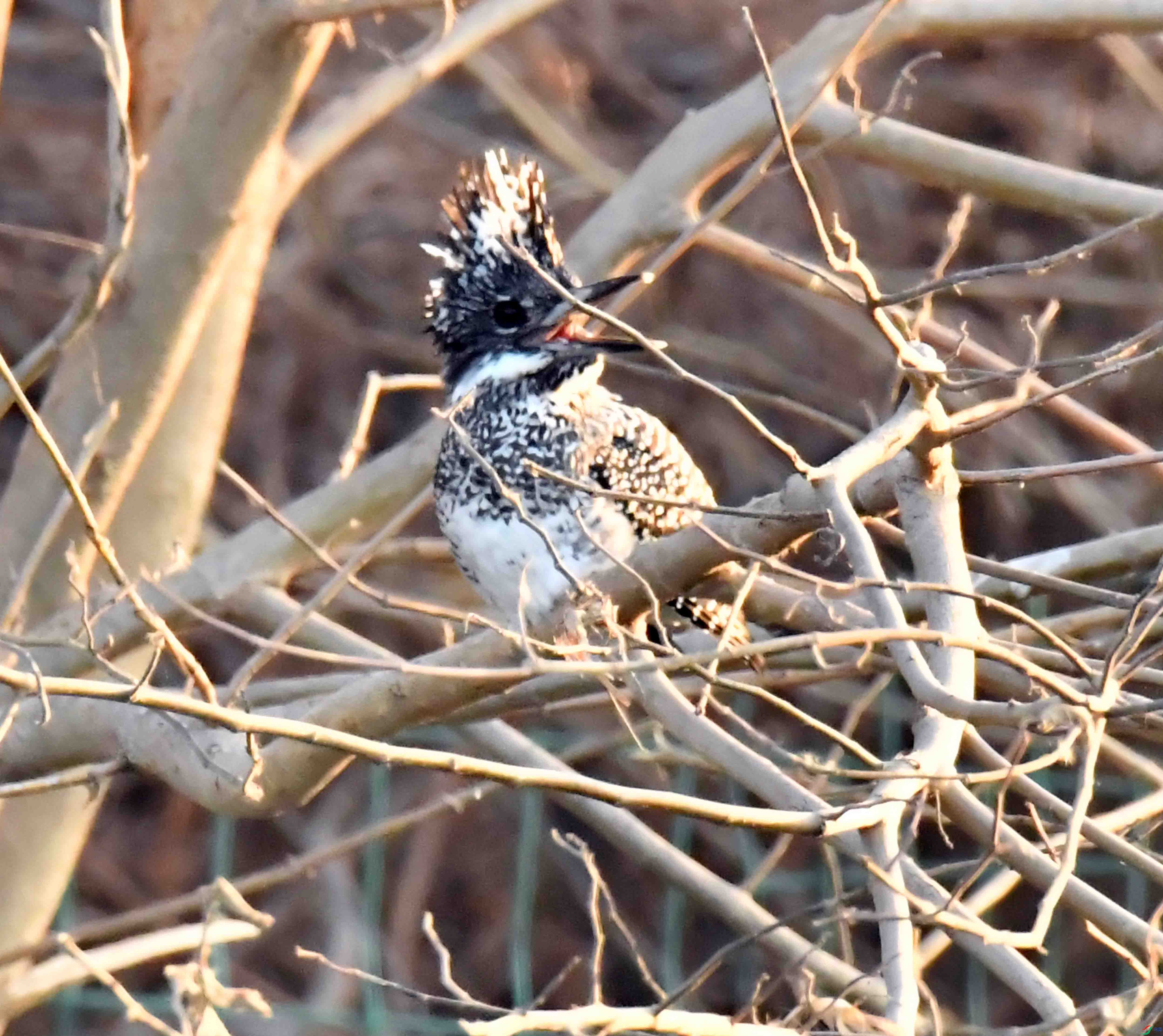 DSC_3480.JPG