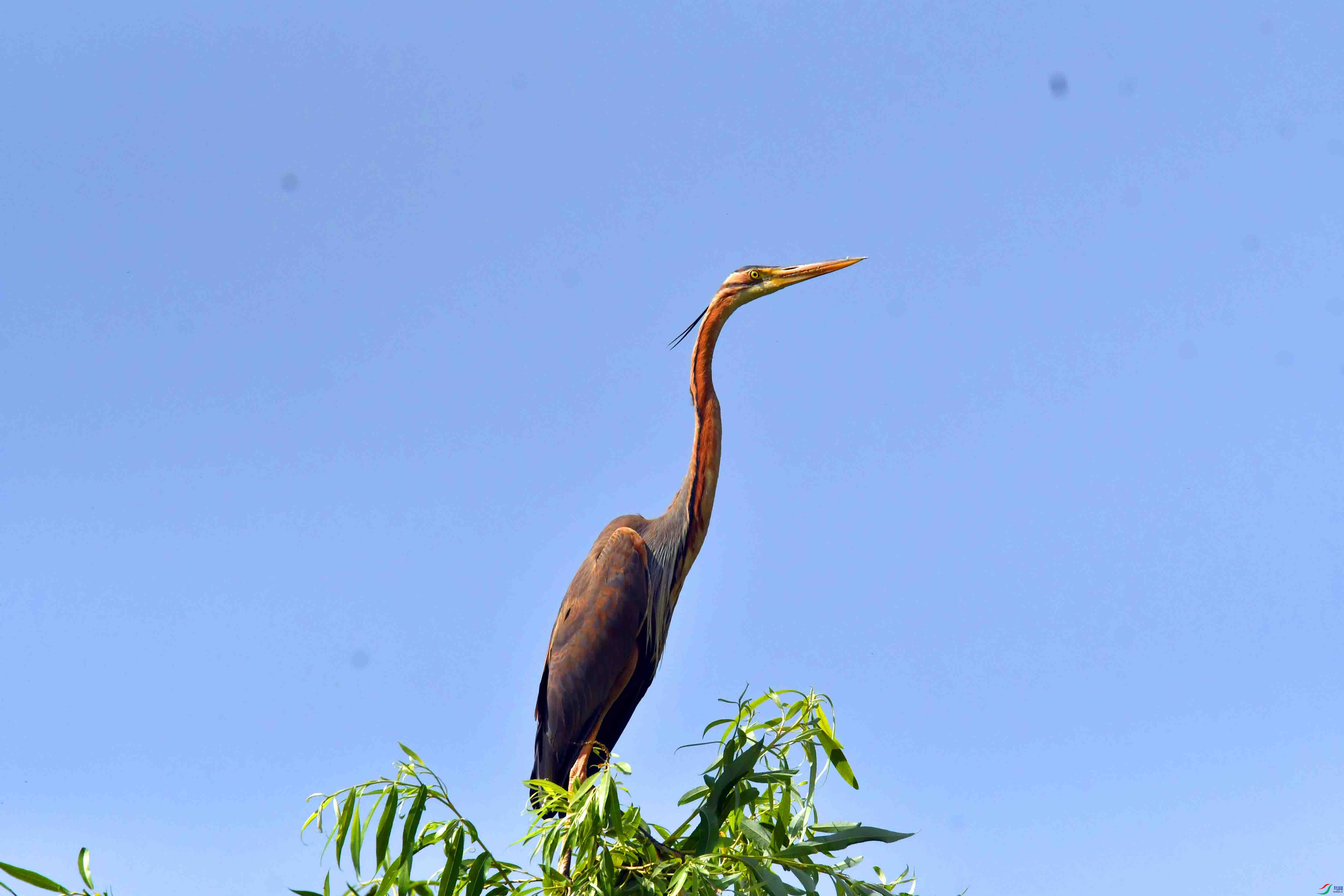 DSC_9940.JPG