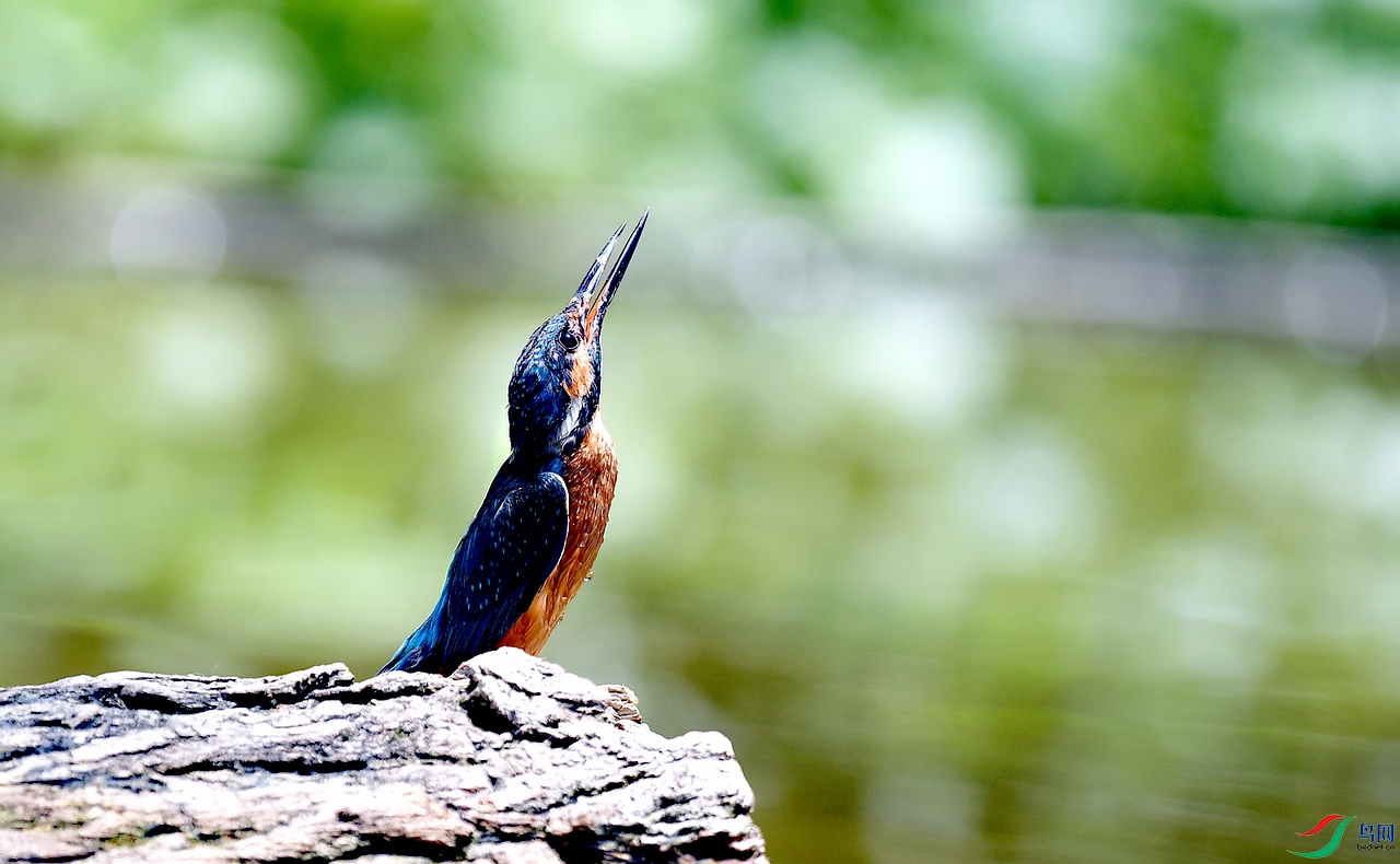 ���쳤Х 24.5.jpg