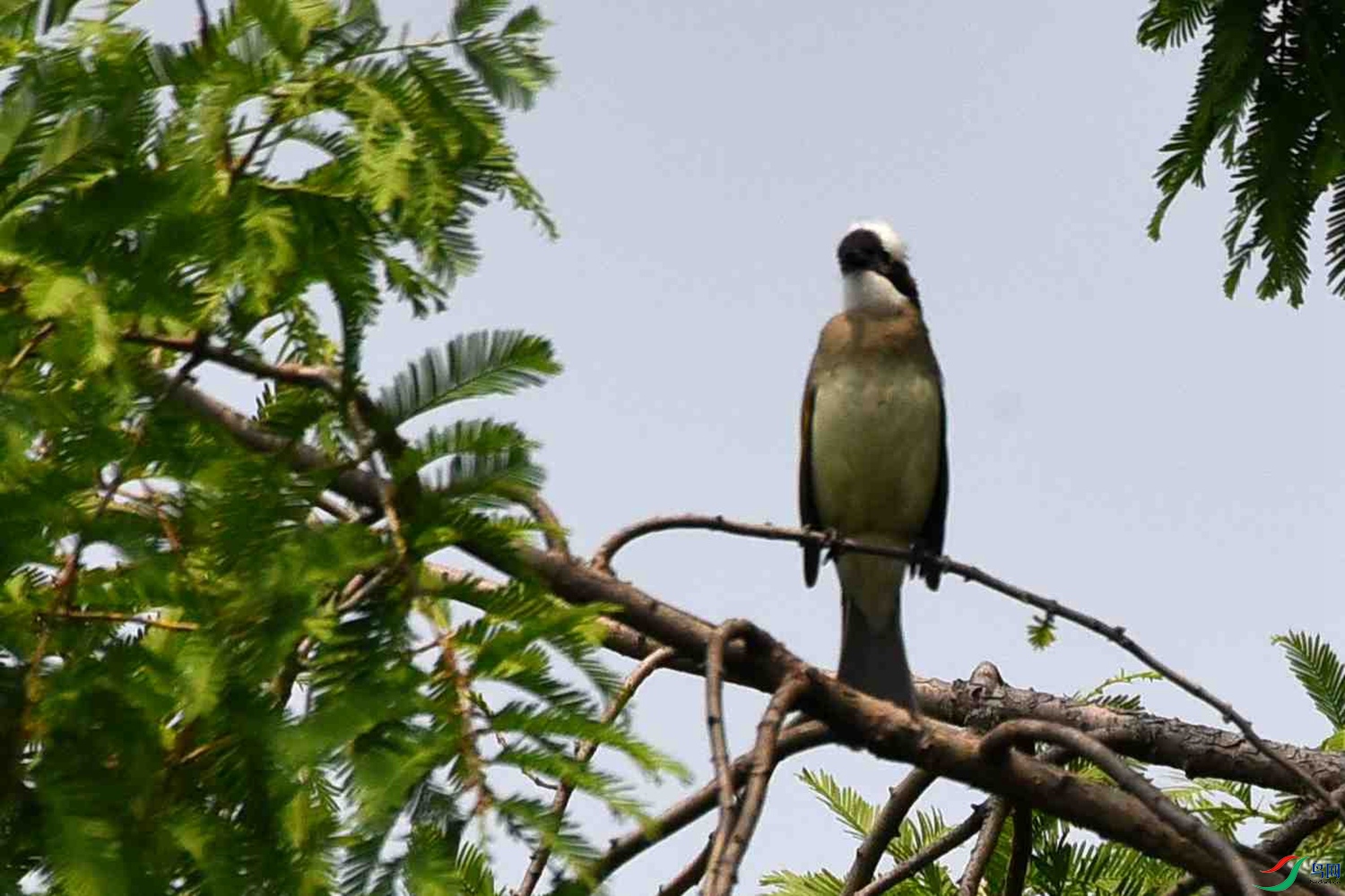DSC_9828.JPG