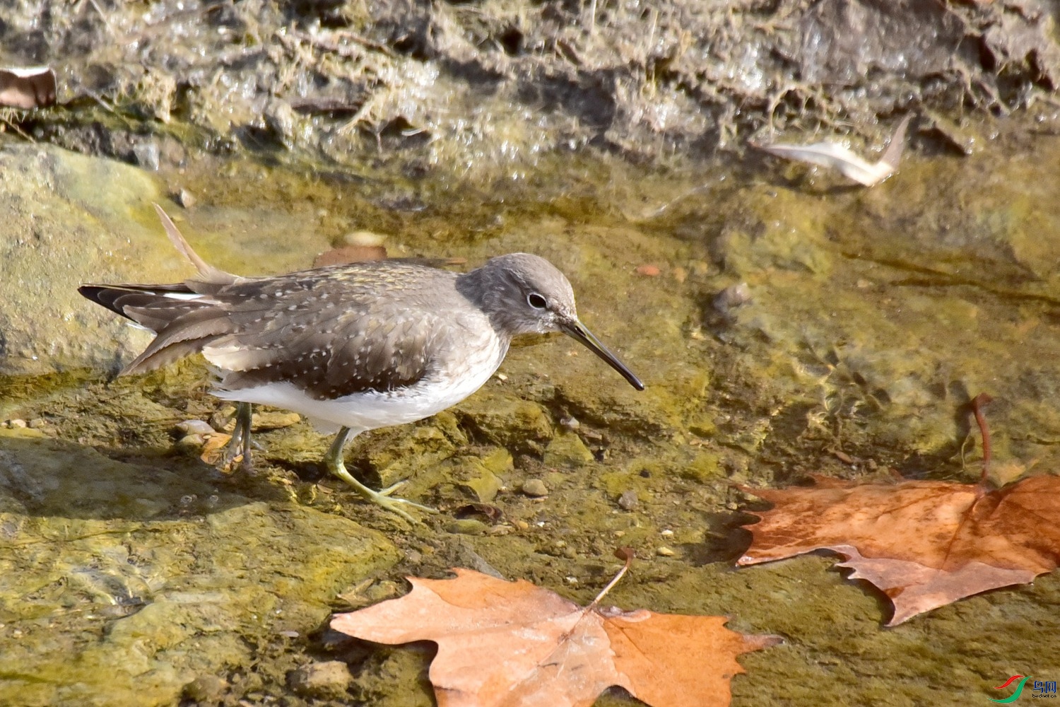 DSC_4054.JPG