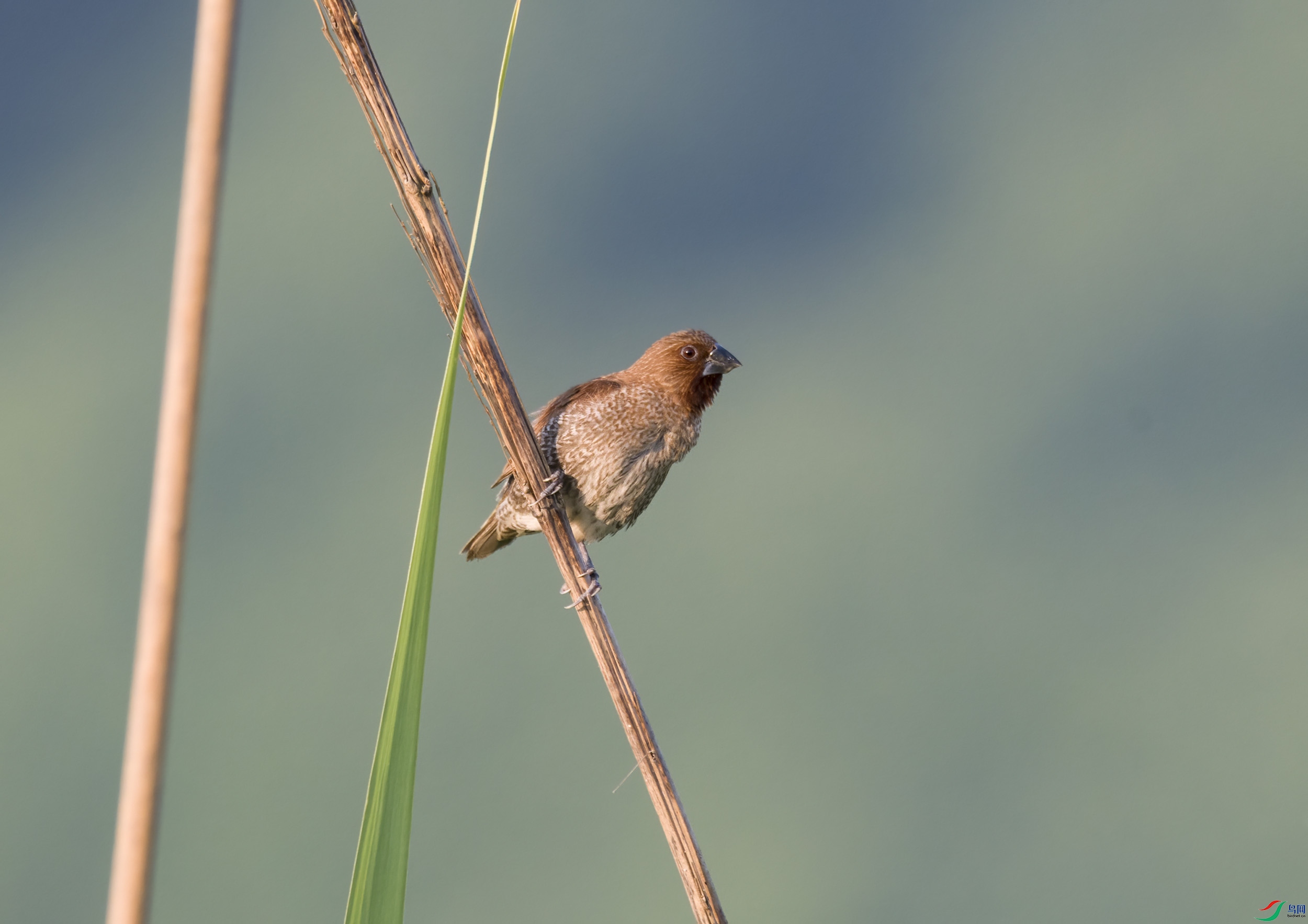 DSC_4158.jpg