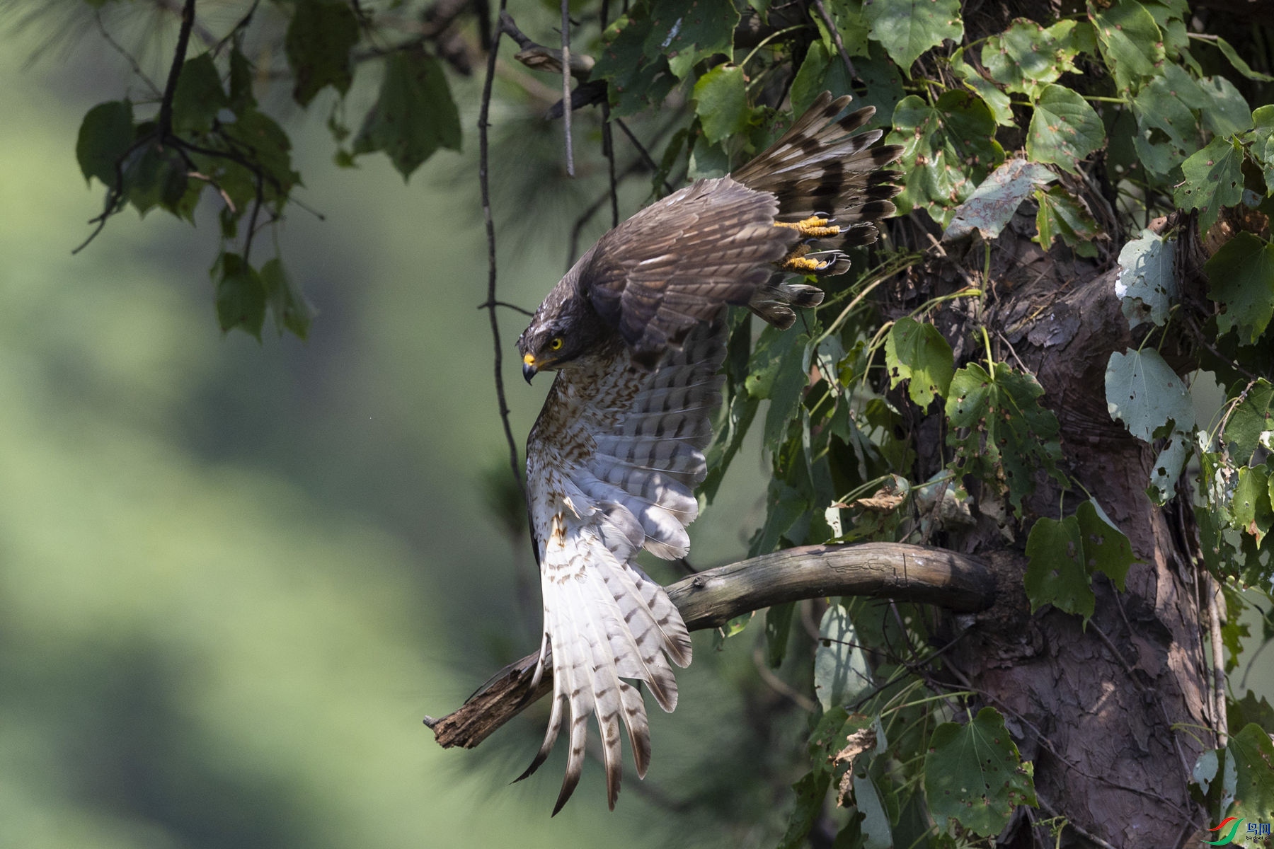 �����\ӥ6