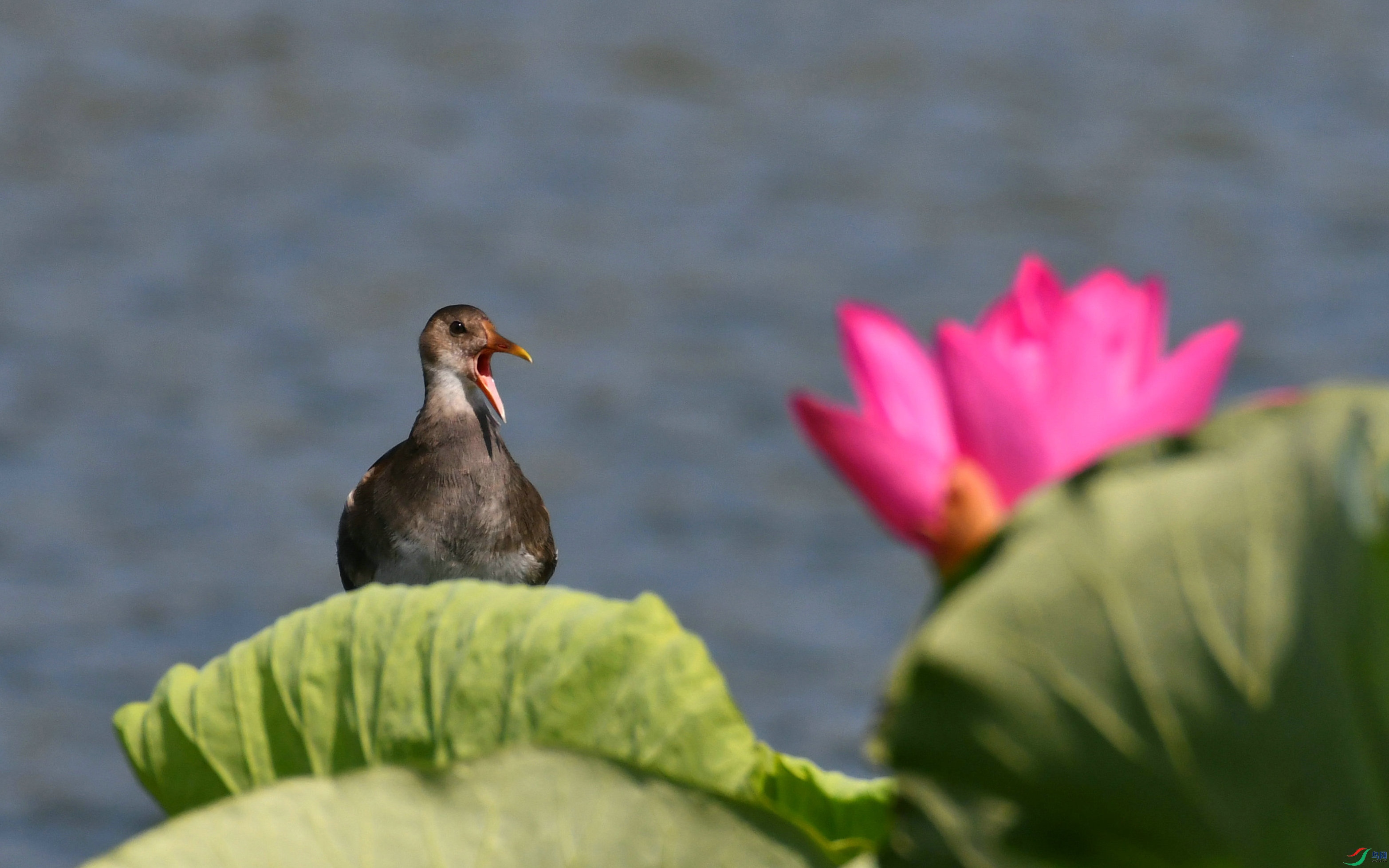 DSC_1746.JPG