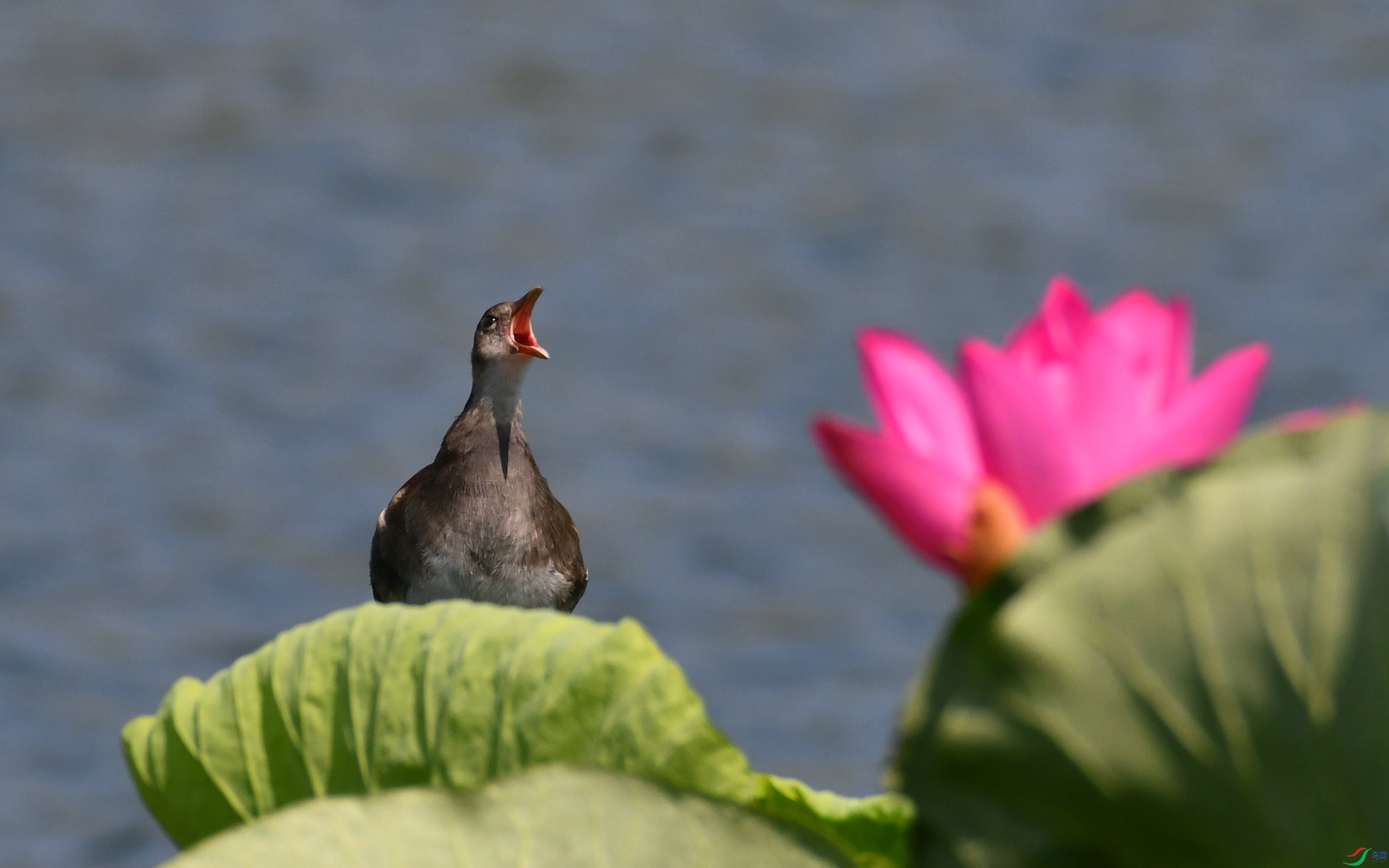 DSC_1747.JPG