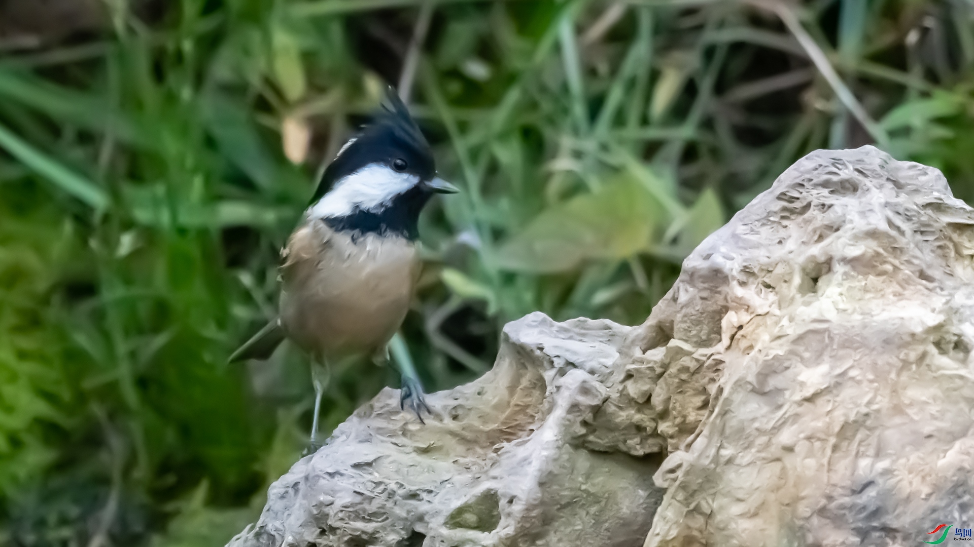 DSC_3778.jpg