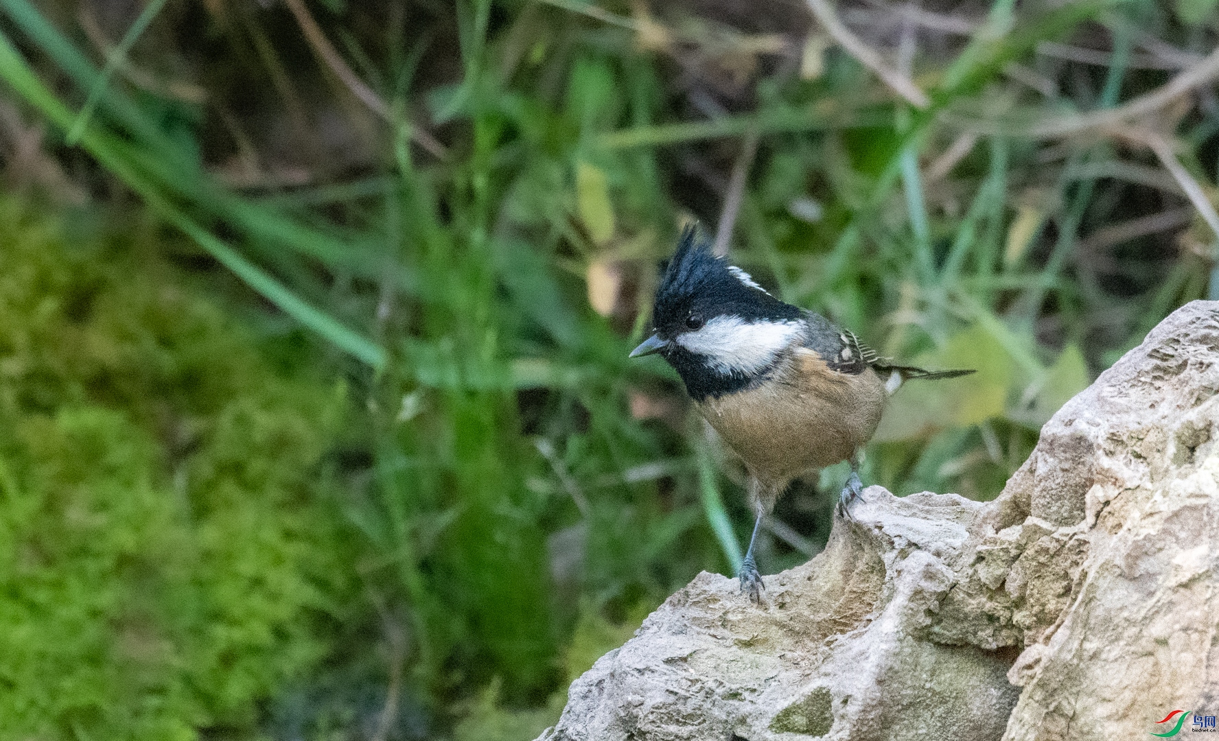DSC_3782.jpg