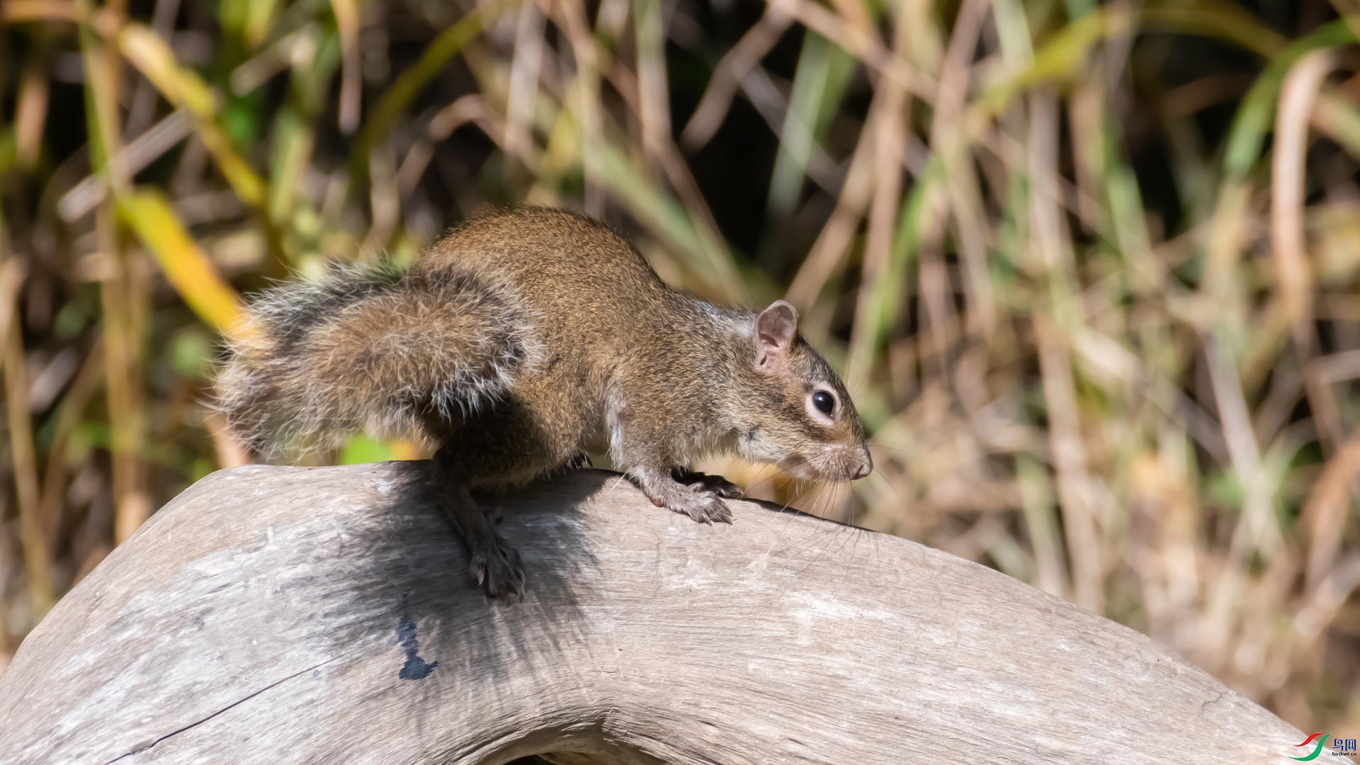 DSC_3664.jpg