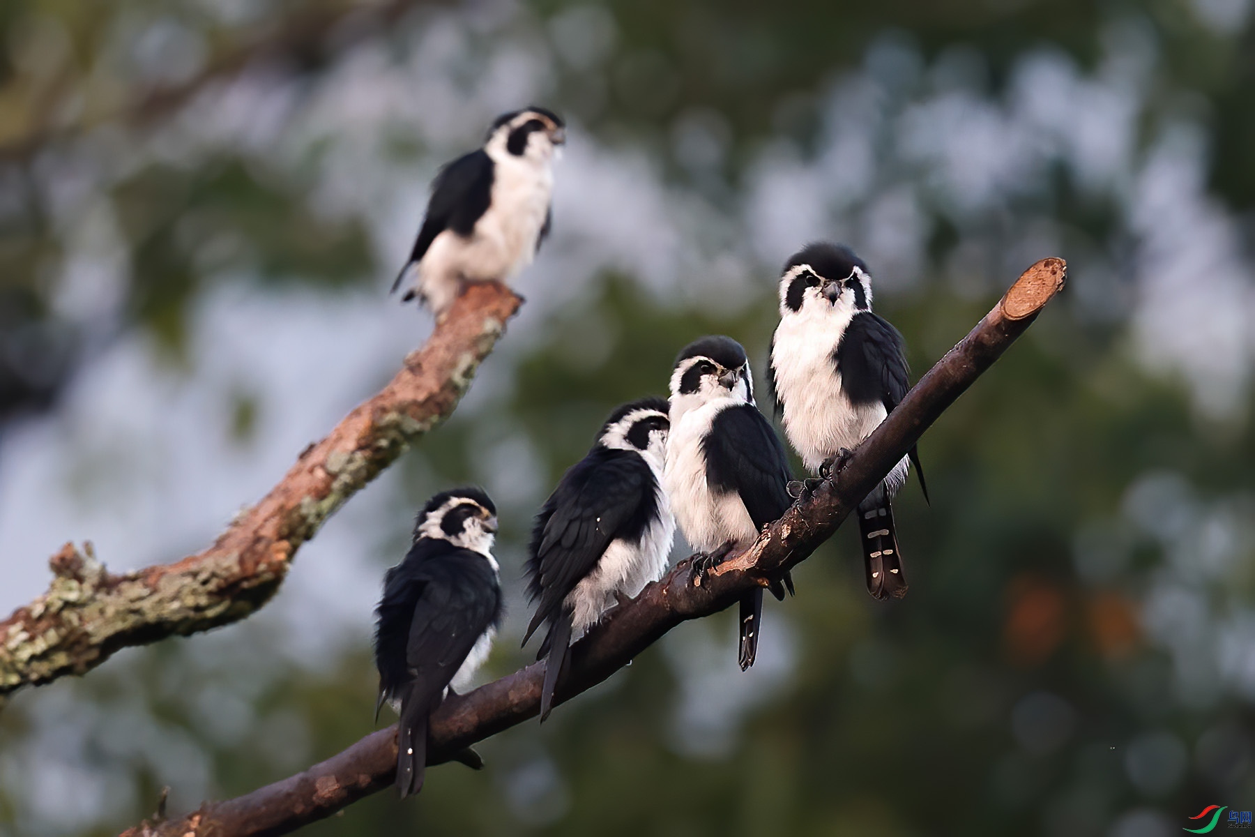 ����С��1