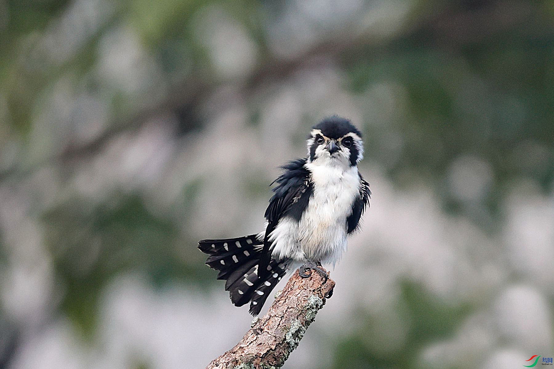 ����С��4