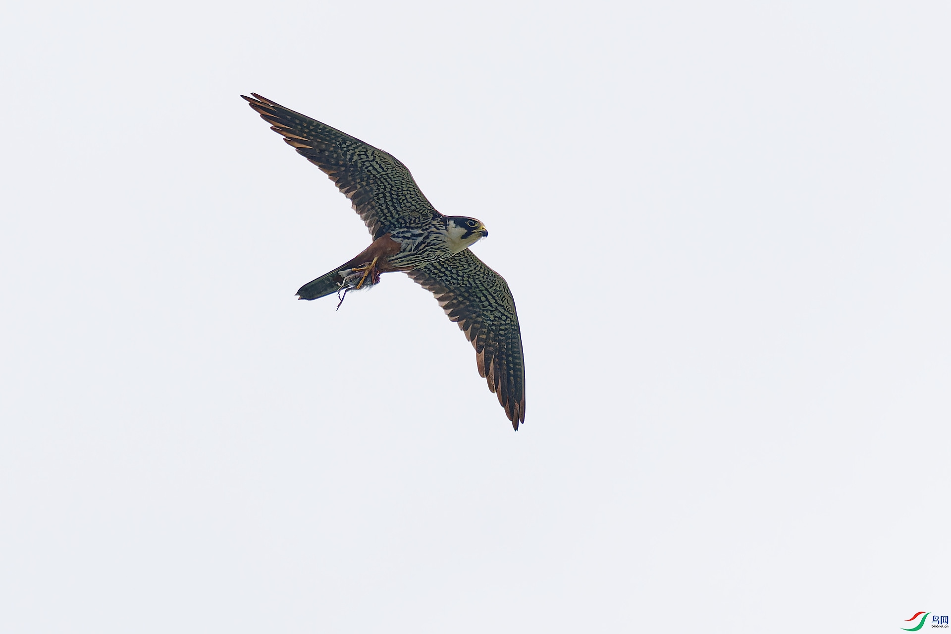 DSC_9890.jpg