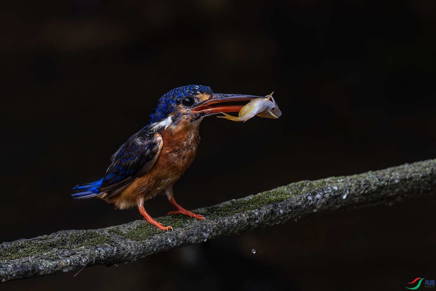 _97A1539-CR3 copy.jpg