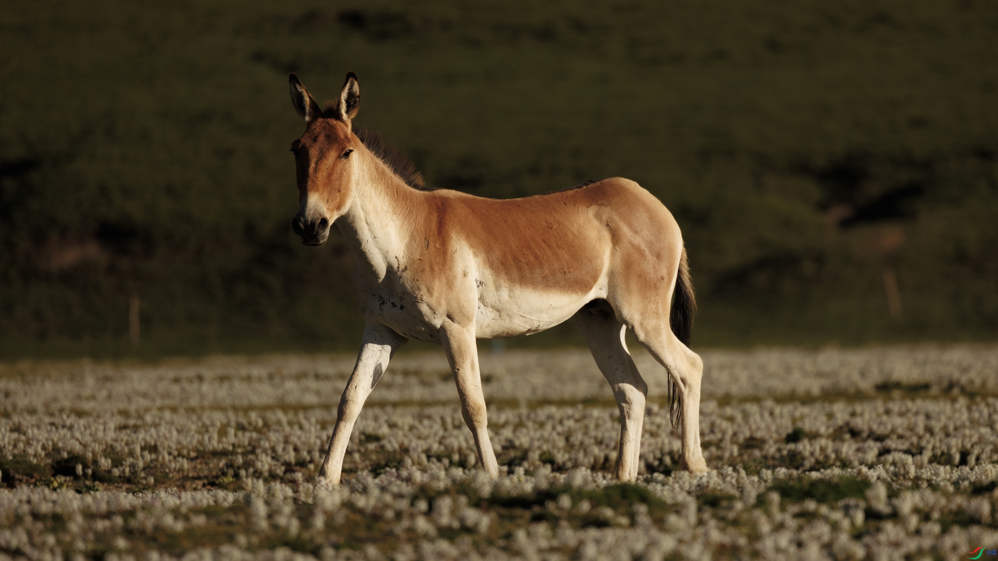 7X5A3205 ����22222.jpg