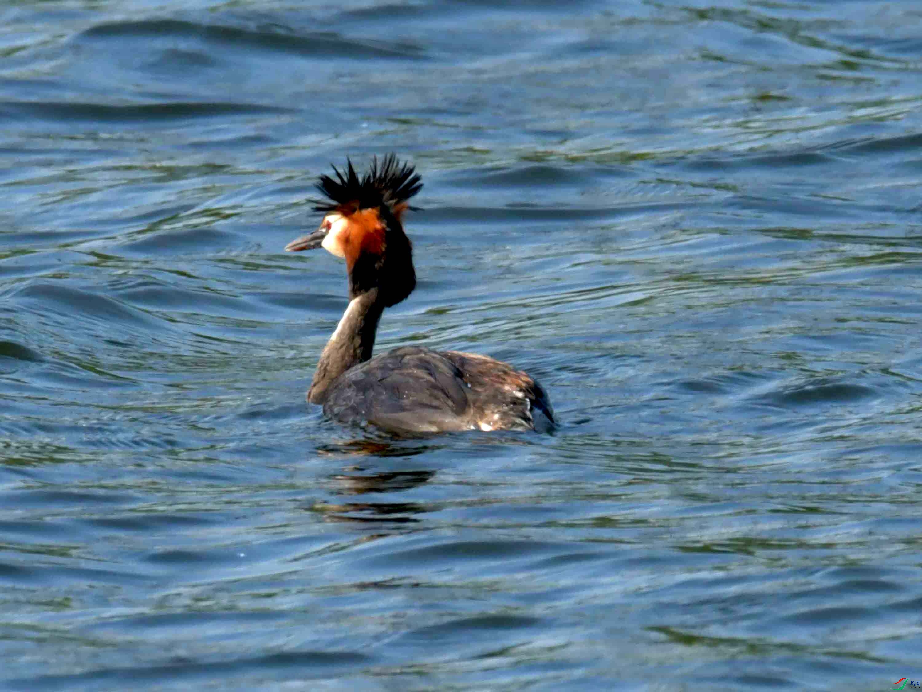 DSC_4554.JPG