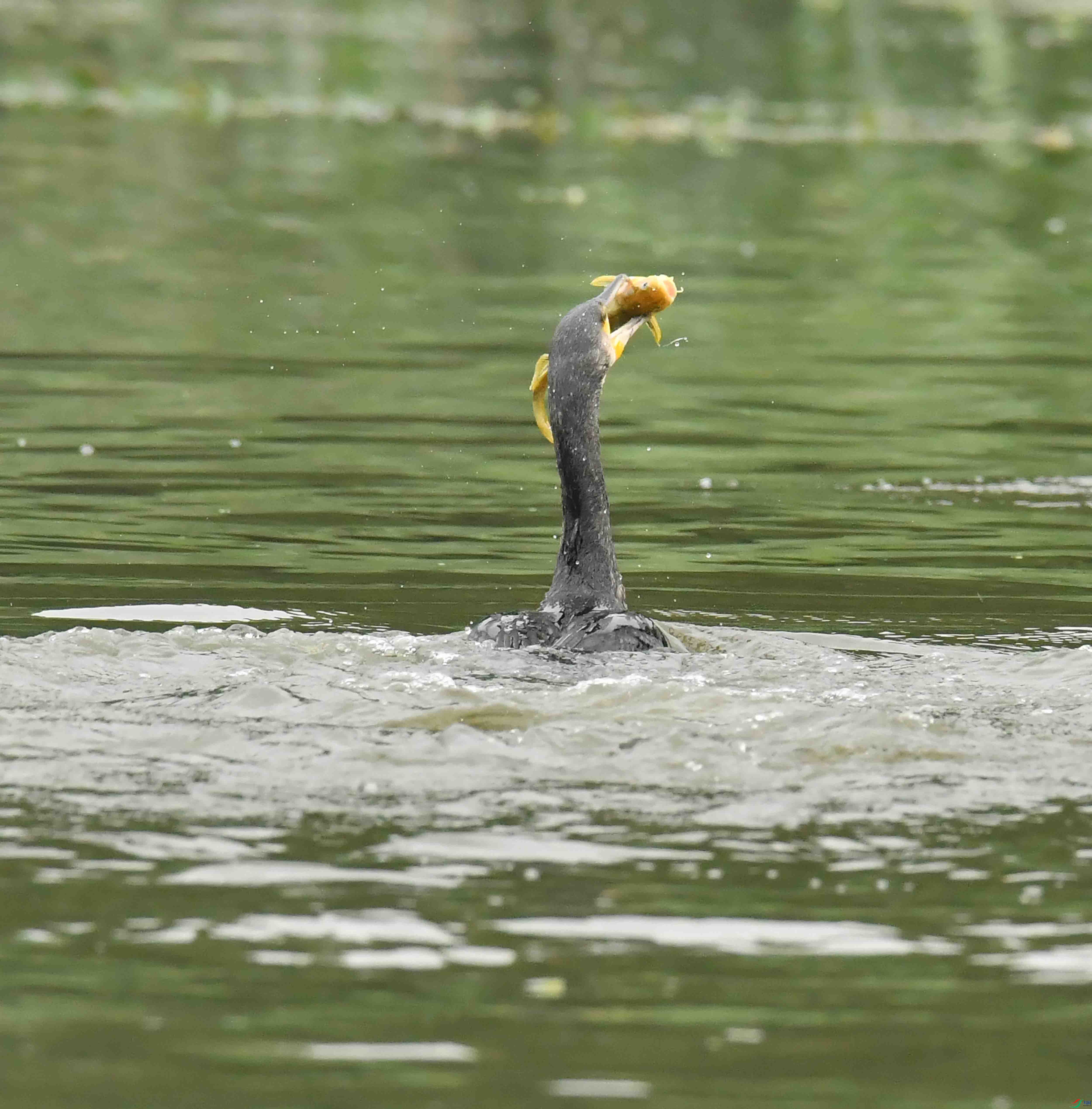 DSC_7193.JPG