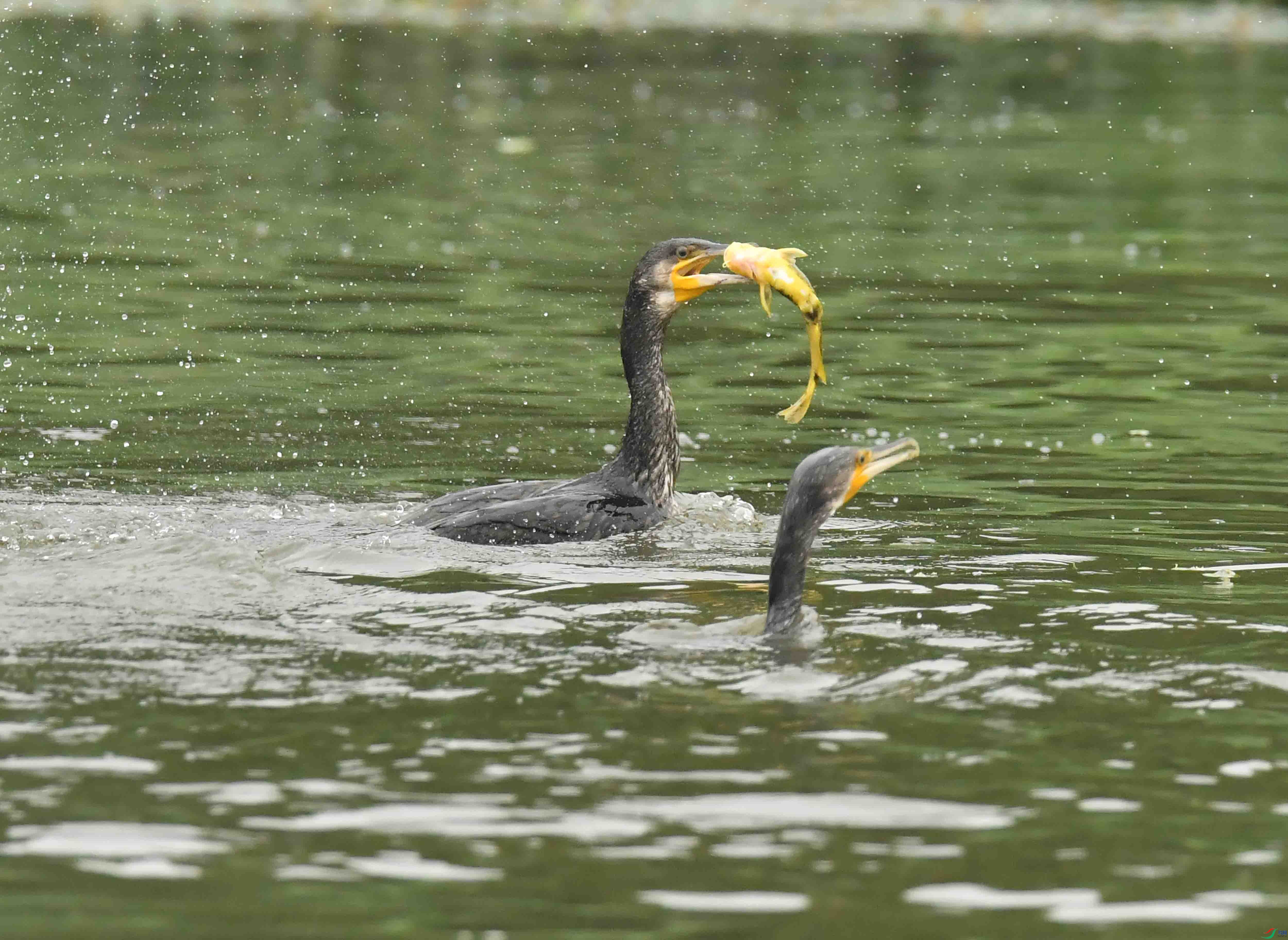 DSC_7205.JPG