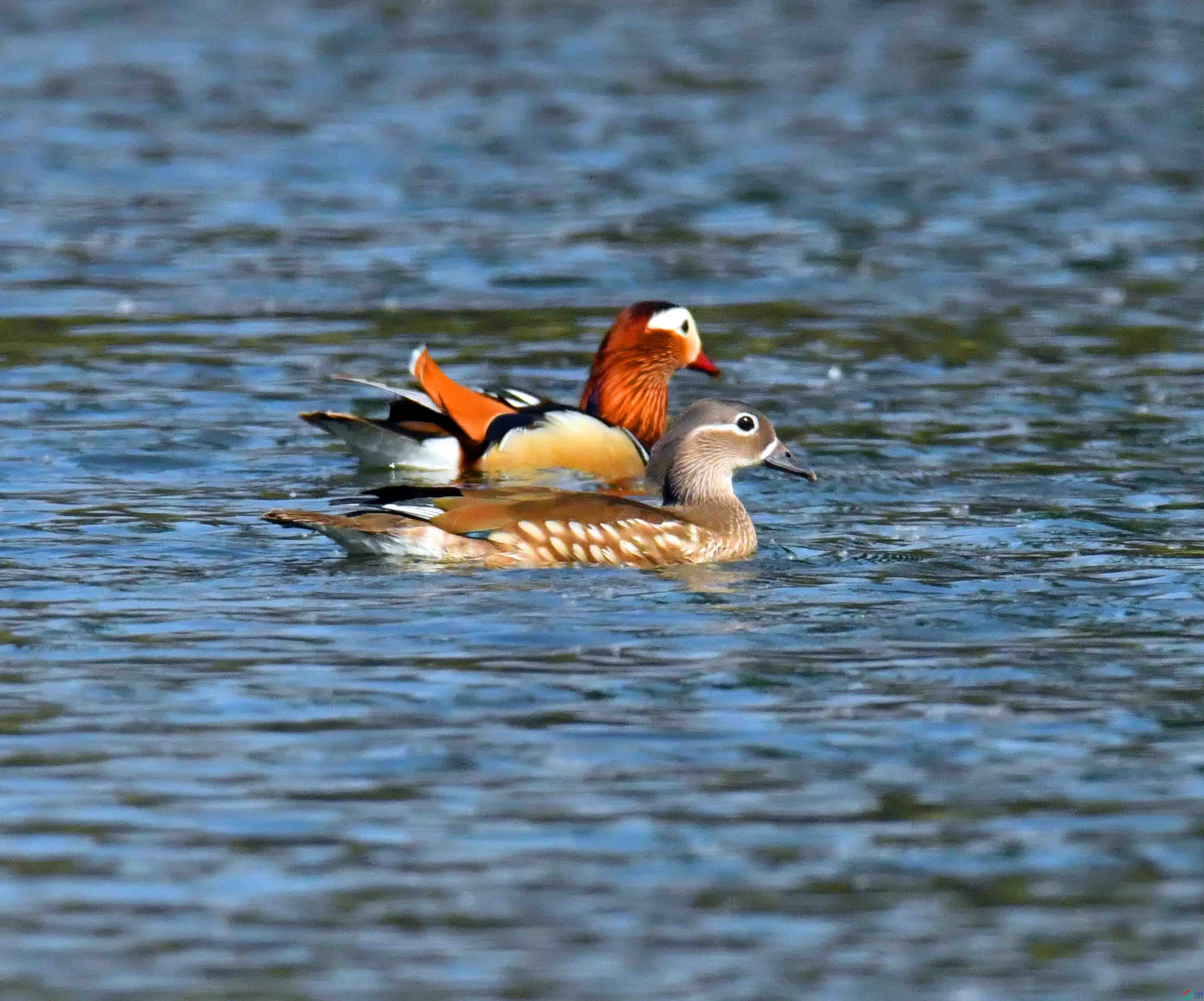 DSC_9305.JPG