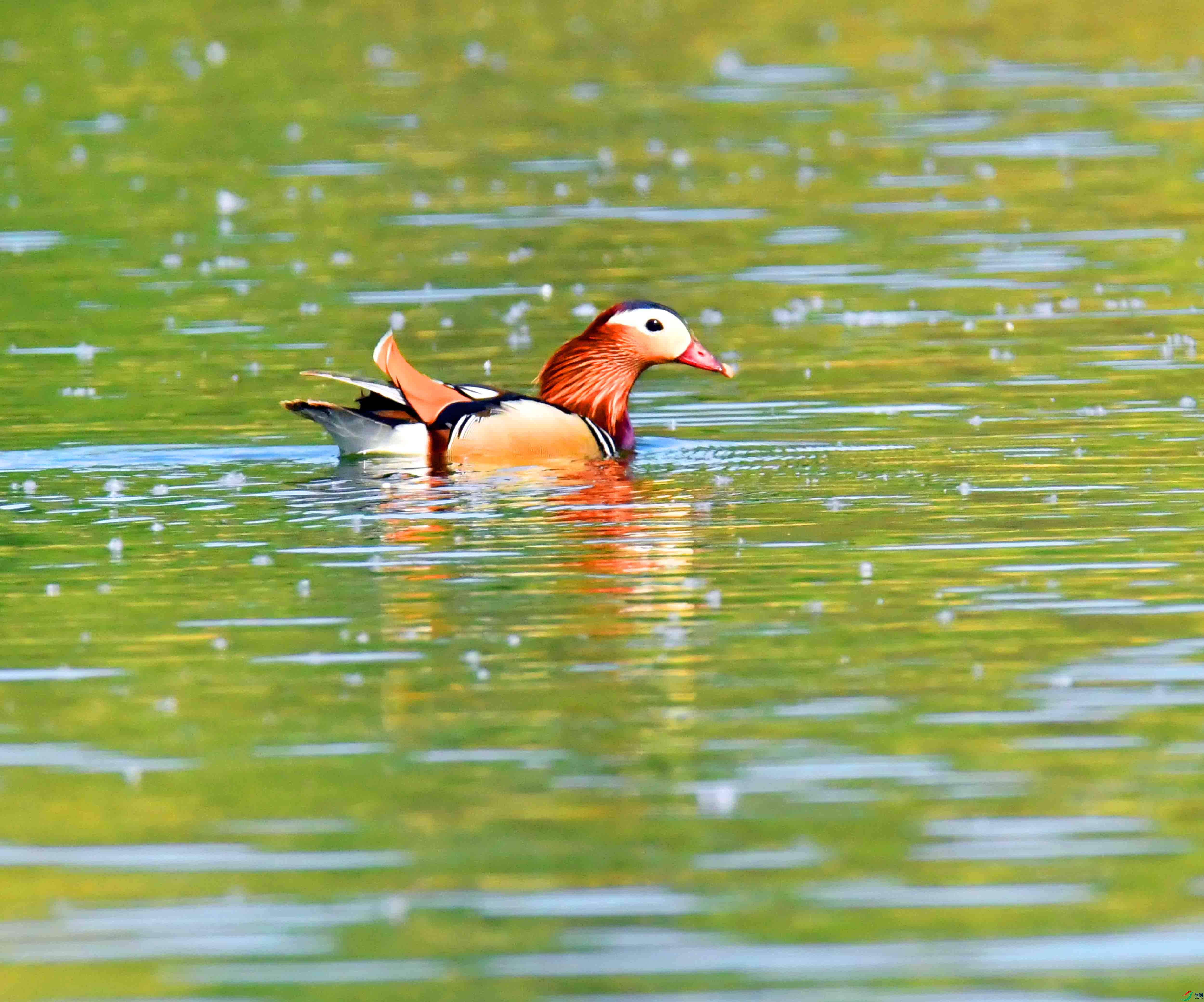 DSC_9304.JPG
