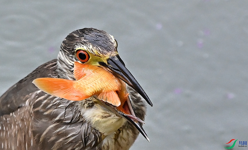 DSC_9252.JPG