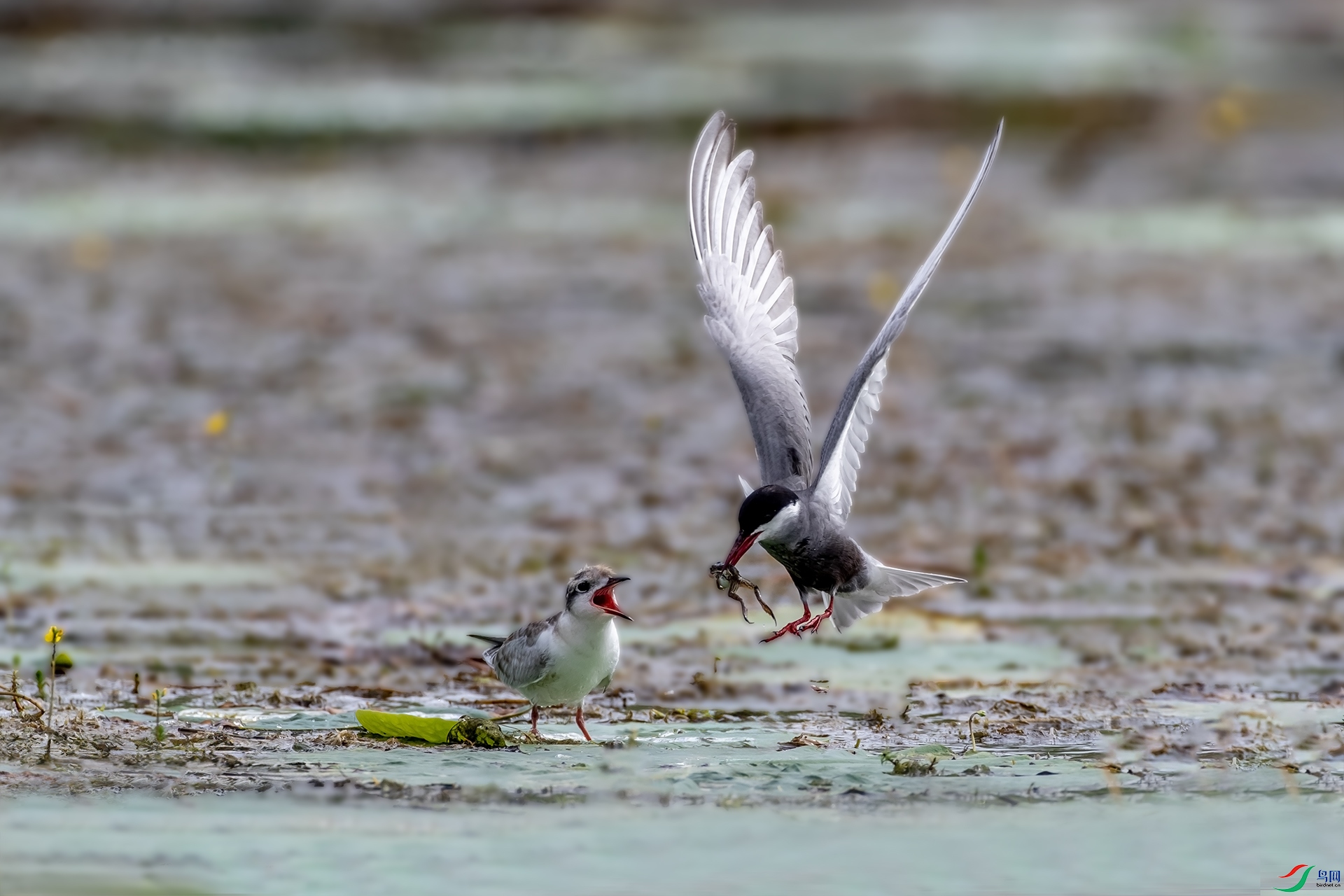 A47I2118 ����.jpg