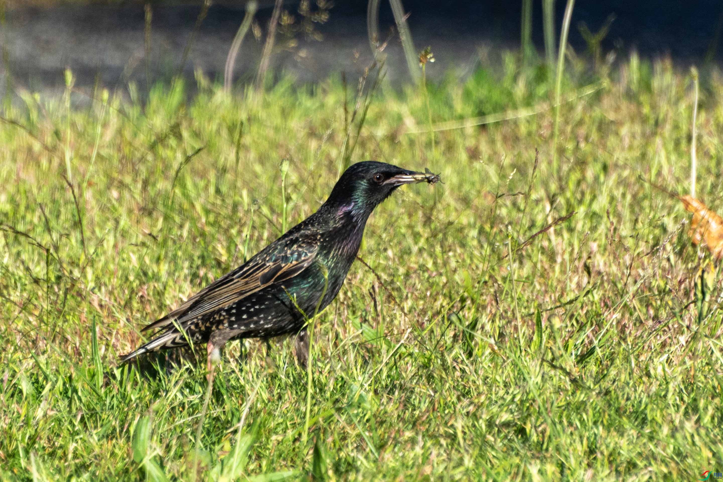 DSC_7560 ����.jpg