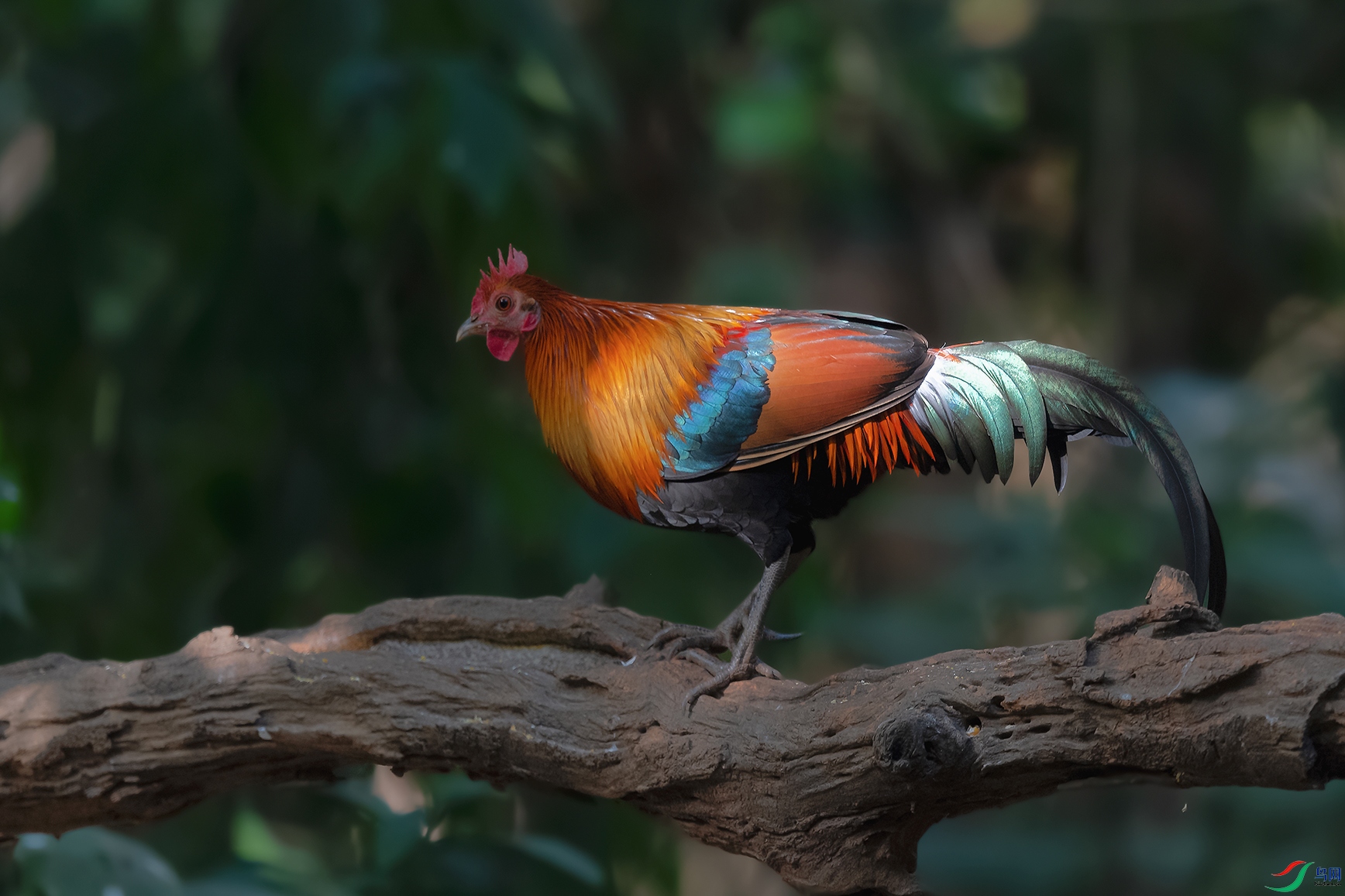 DSC_7356_DxOa.jpg