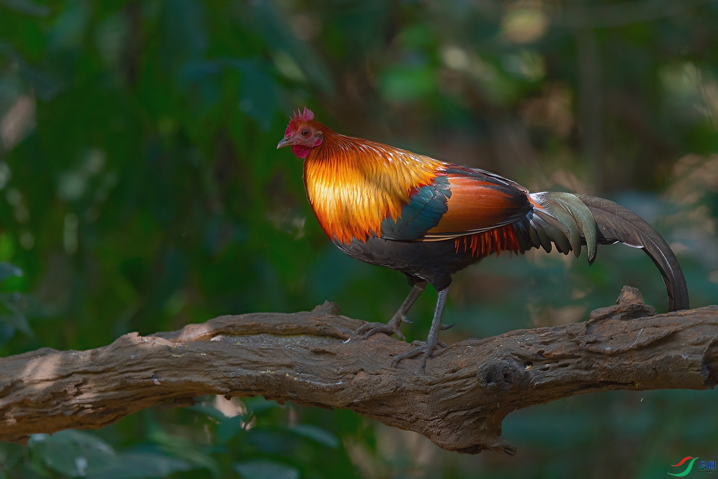 DSC_7376_DxOa.jpg