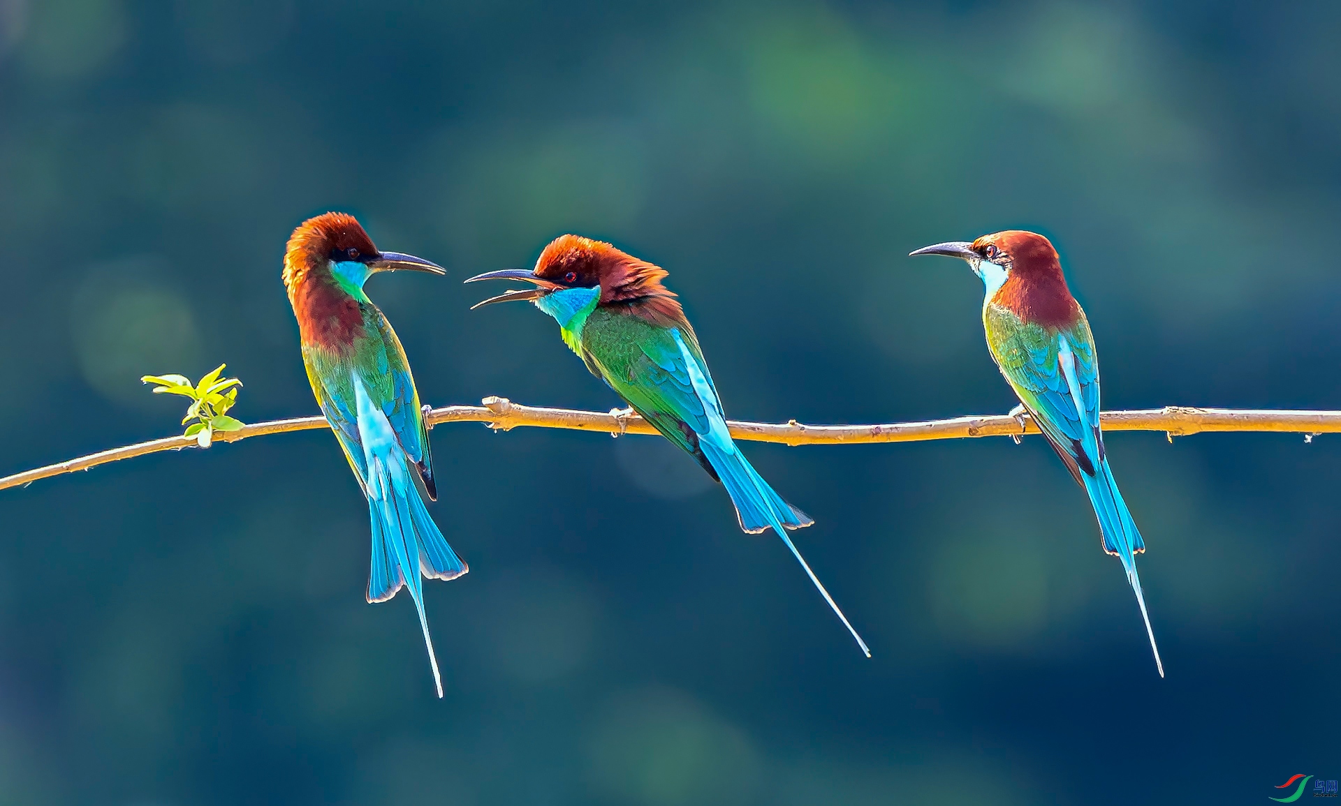 �����߿�����