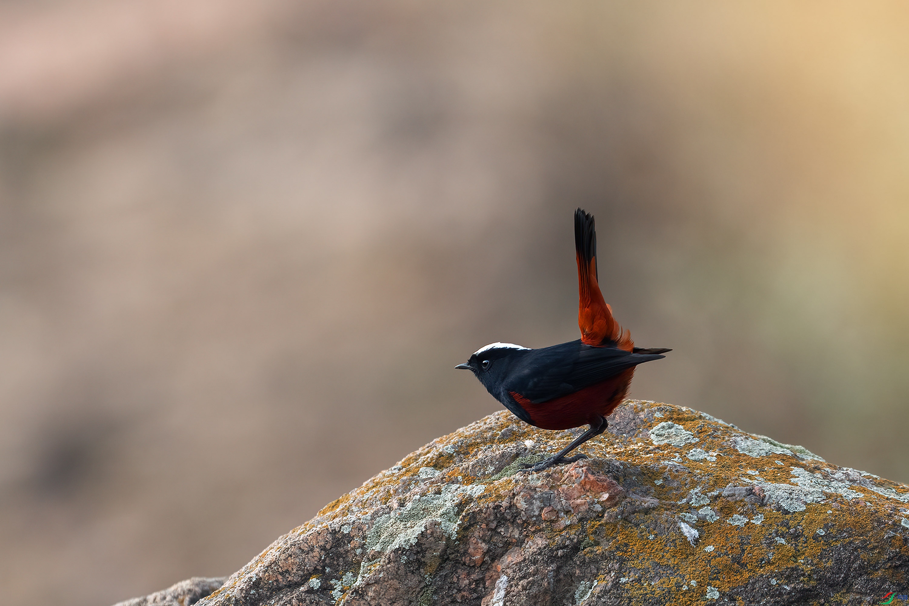 DSC04927 ���� 2.jpg