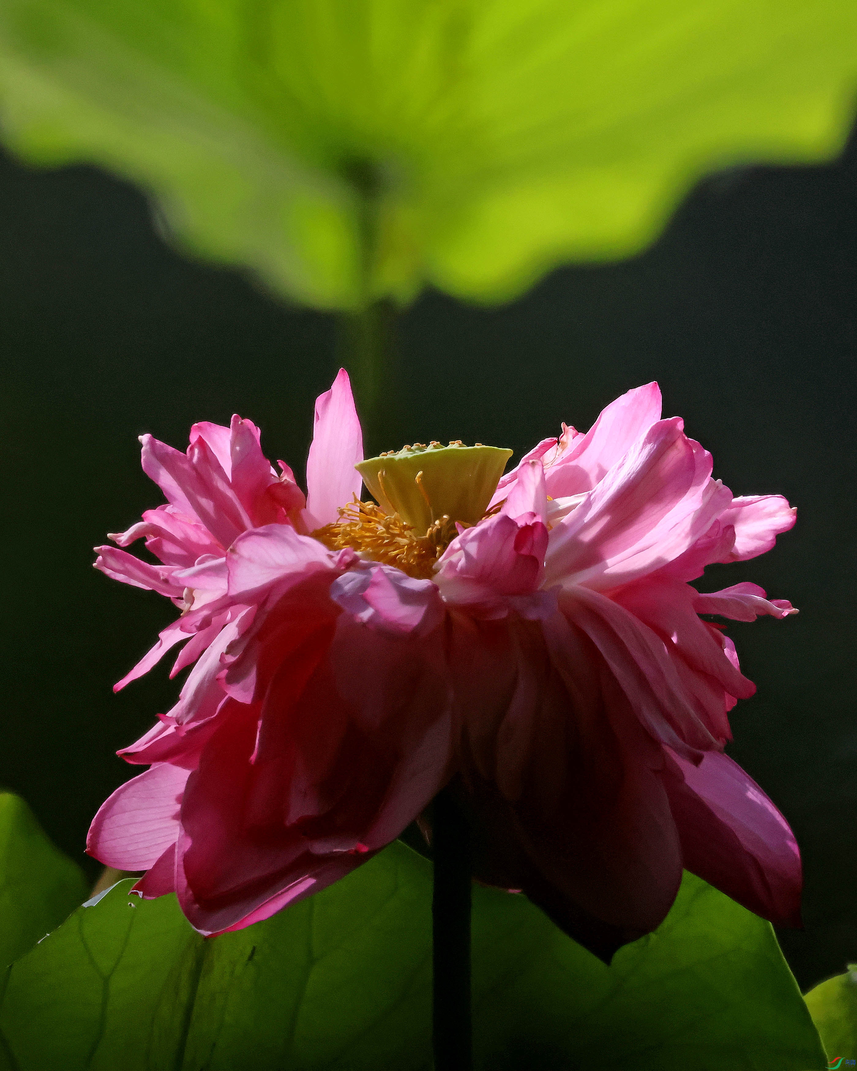 2G9A9931.JPG