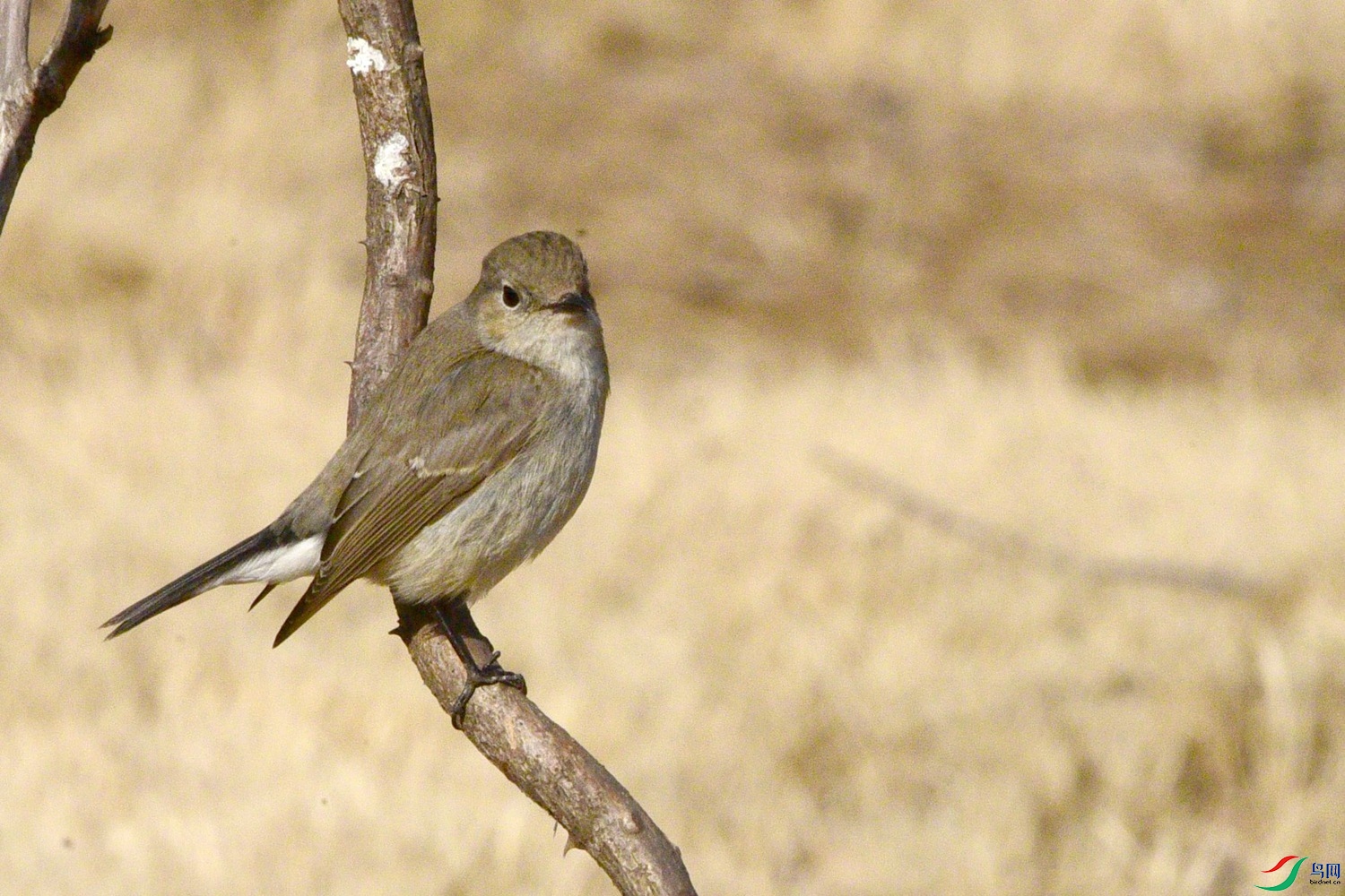 DSC_1704.JPG