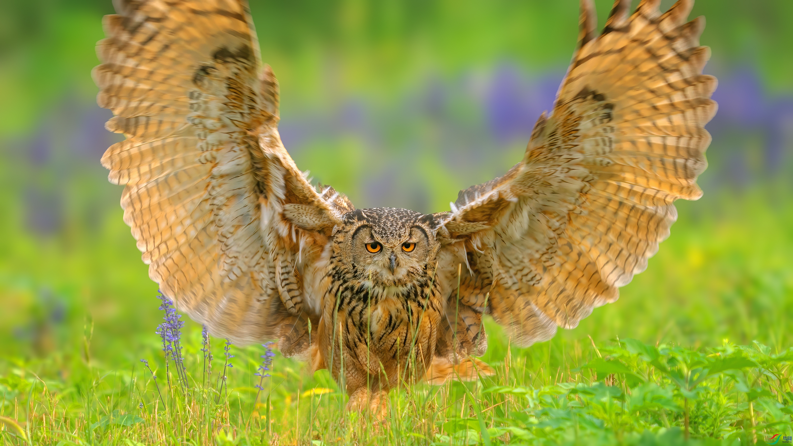 DSC01471 ����.jpg