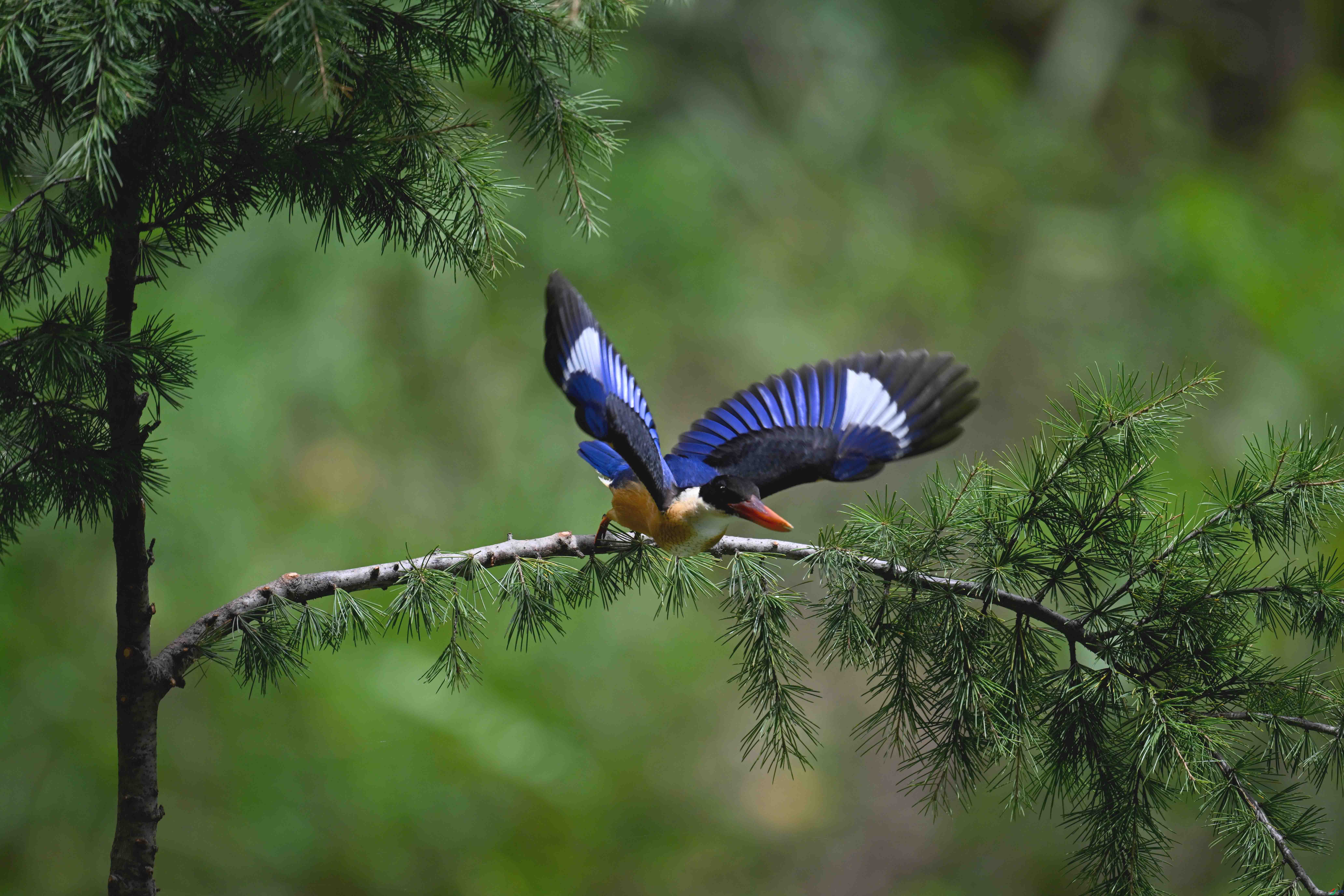 DSC_9646 ����.jpg