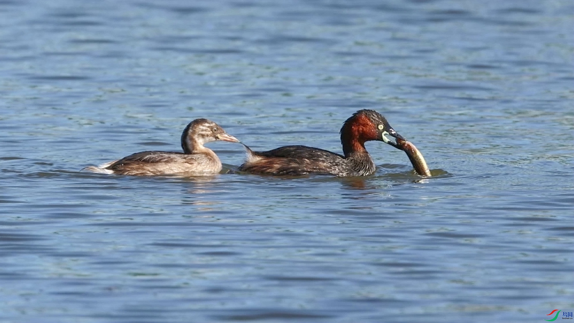 BM0A7038 ����_����.jpg